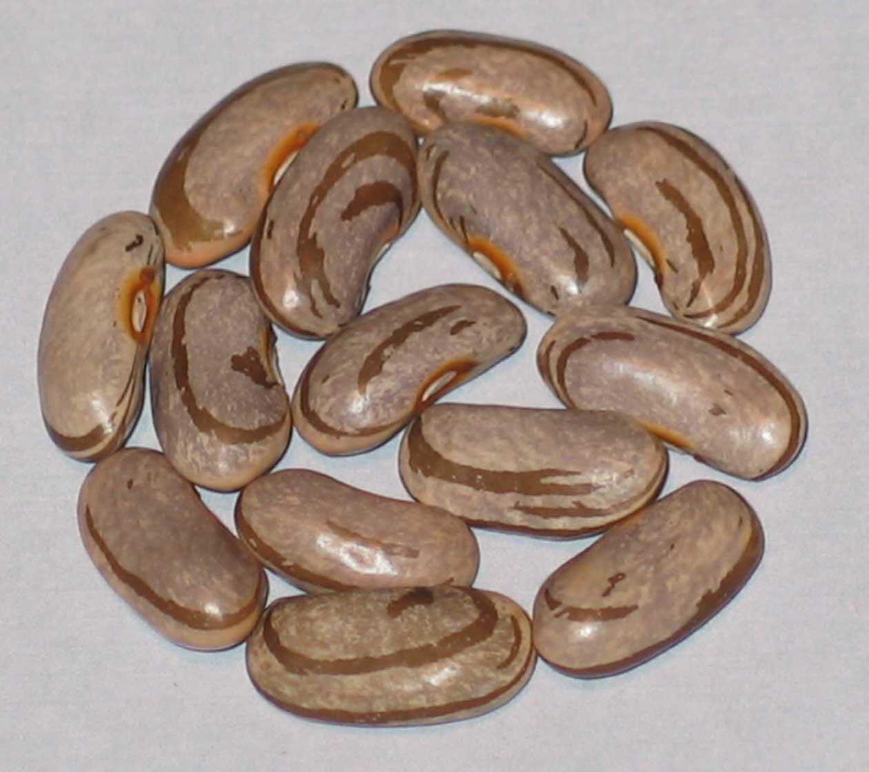 image of Tennessee Mountain Climber beans