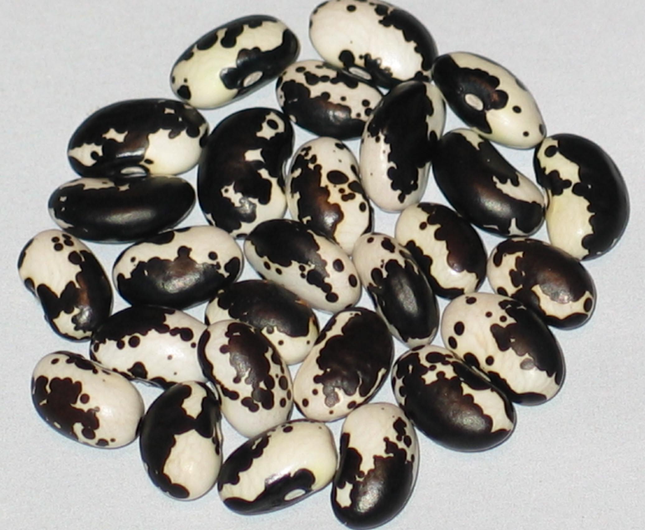 image of Vaquero beans