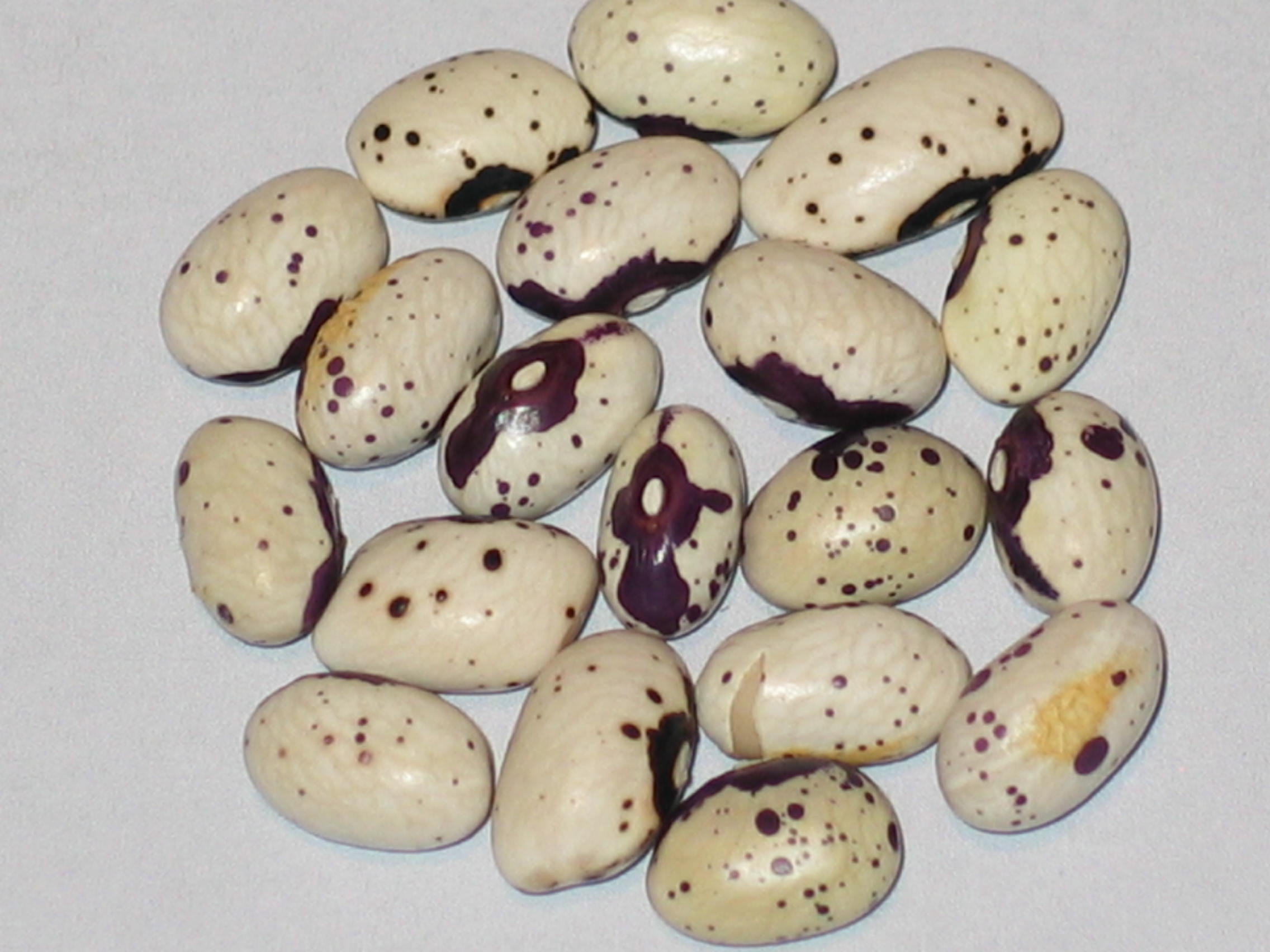 image of A Cosser De Chevilly beans
