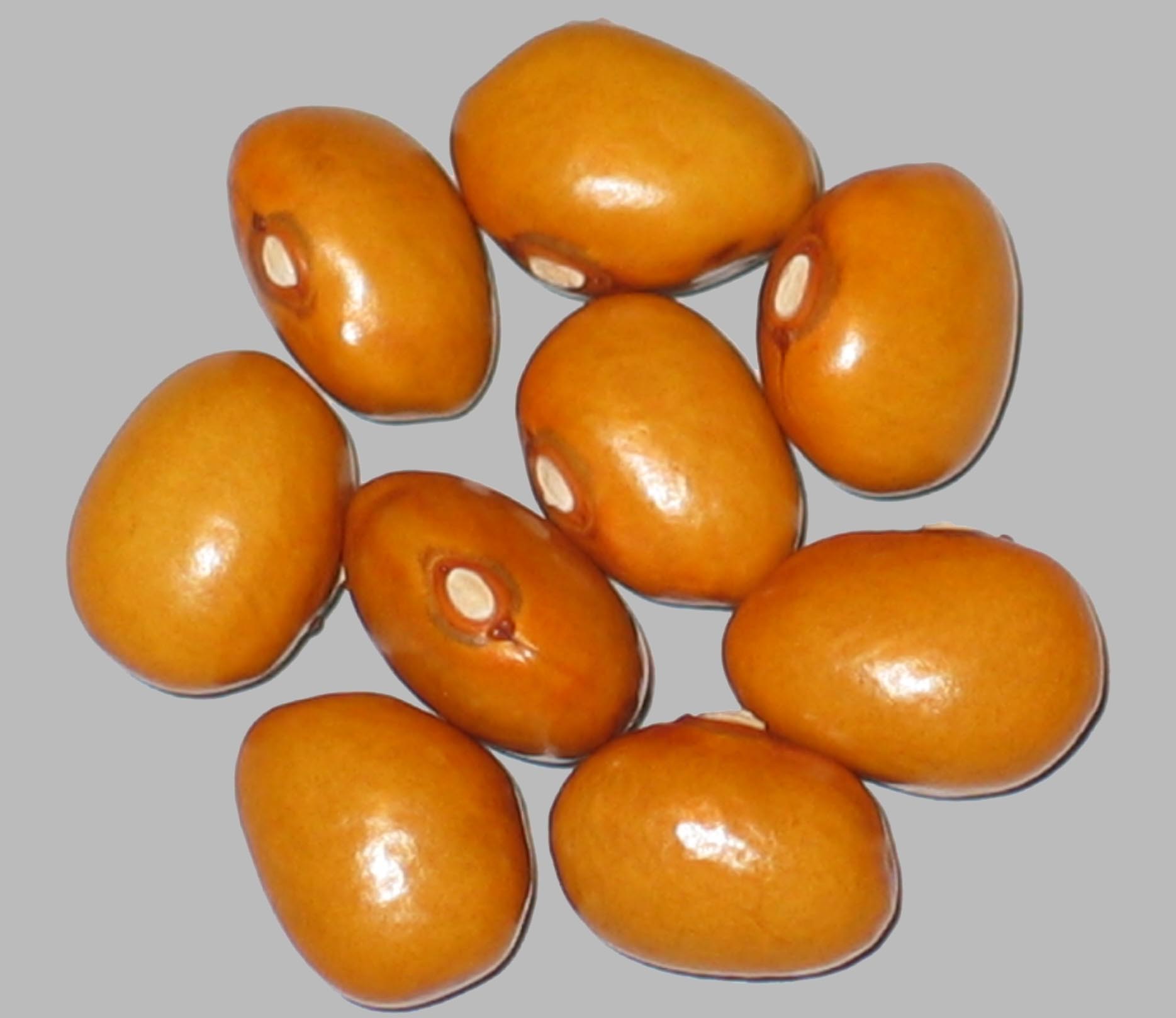 image of Amber Queen beans