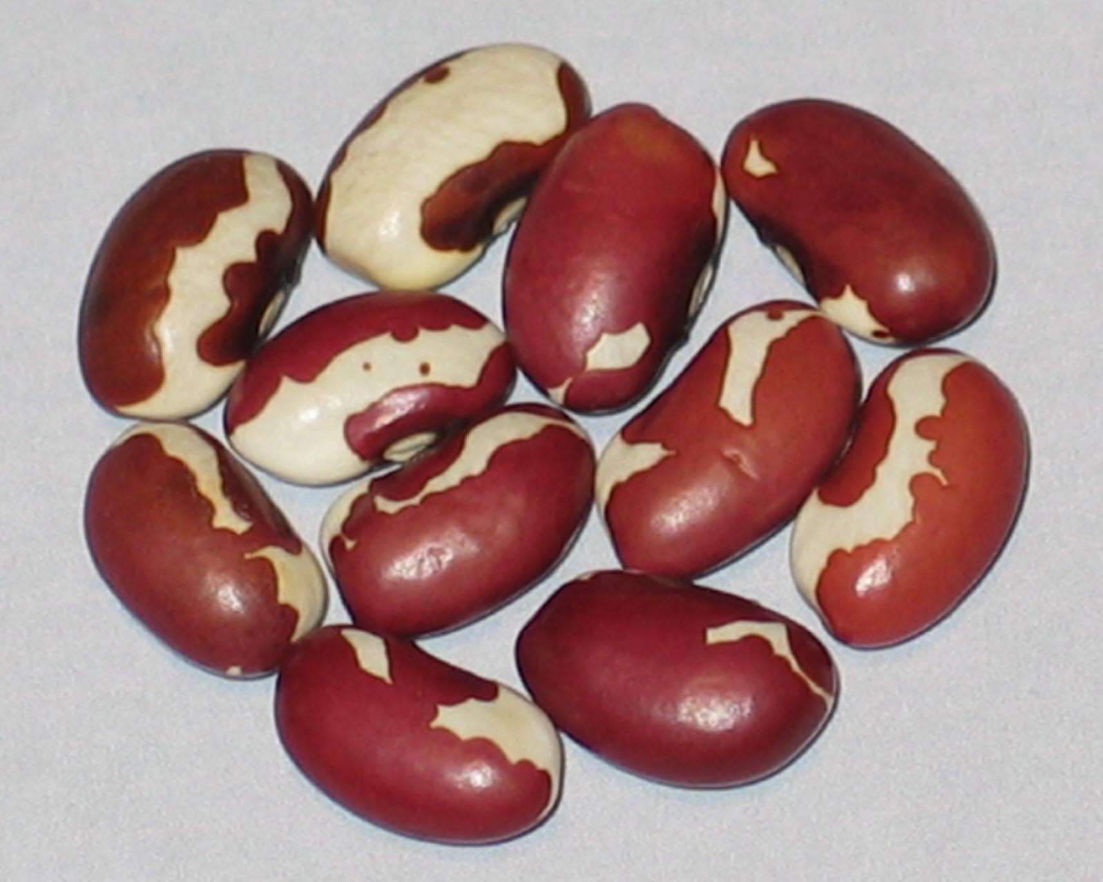 image of Anasazi beans