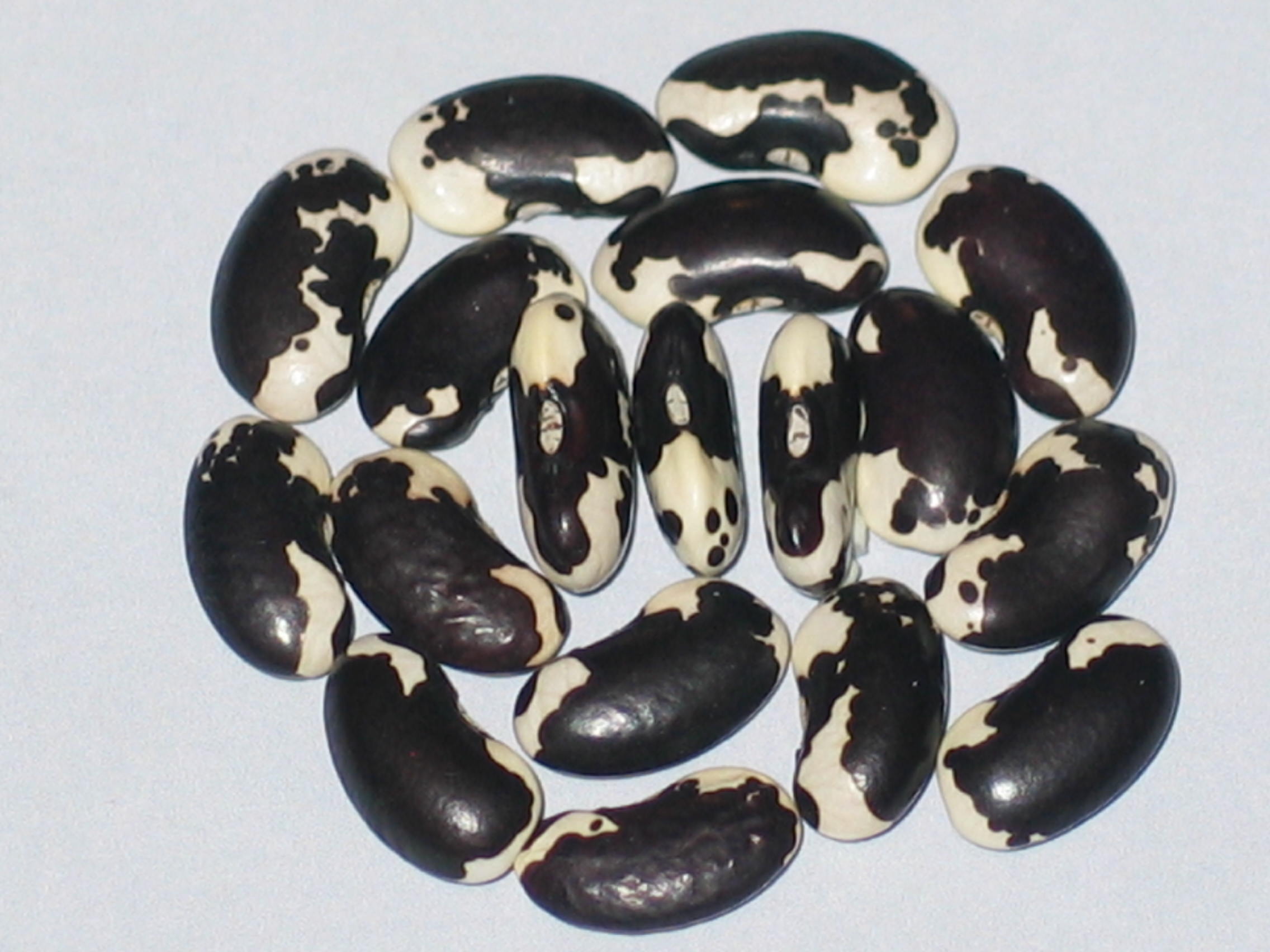 image of Appaloosa beans