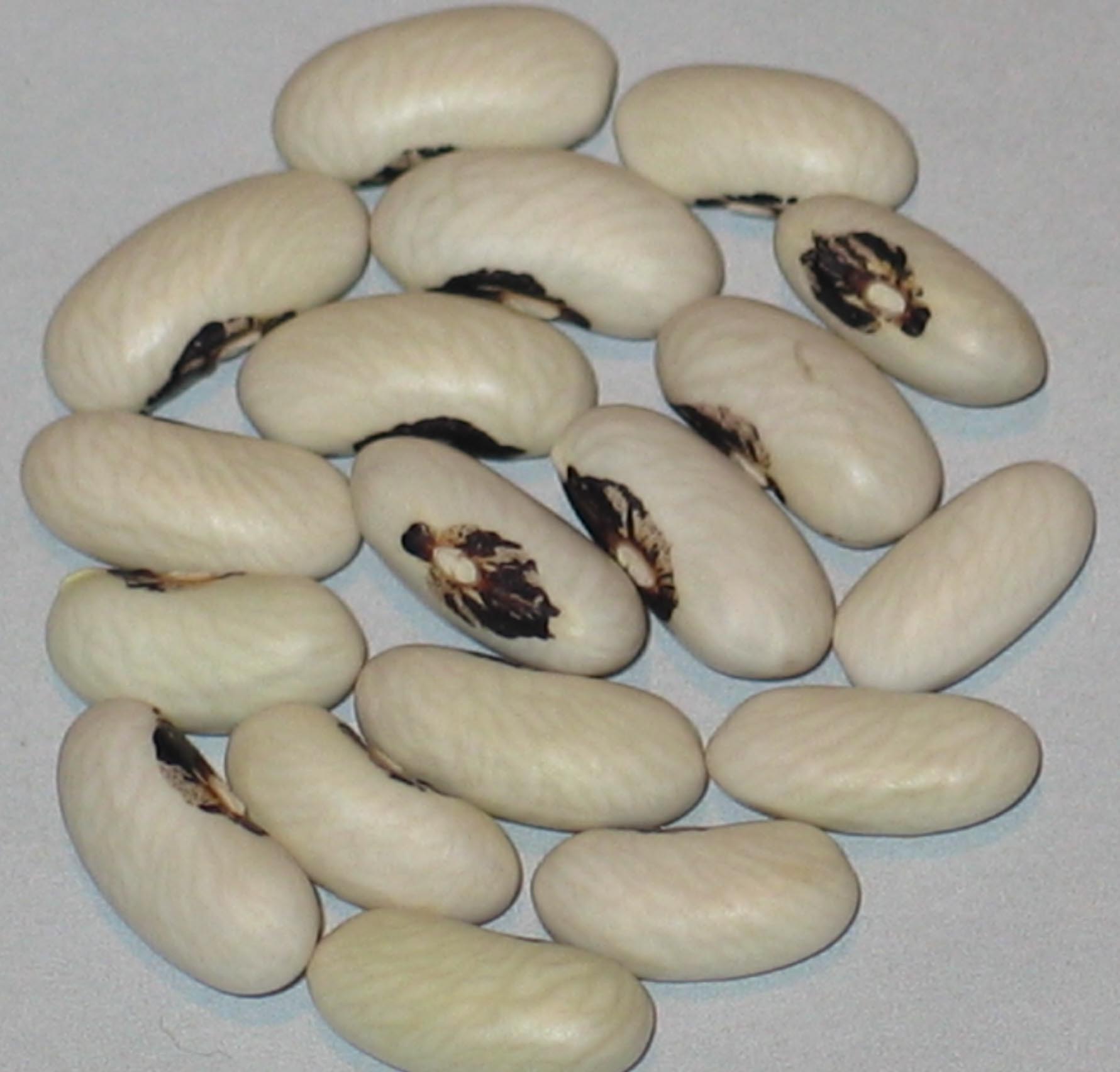 image of Apple Creek beans