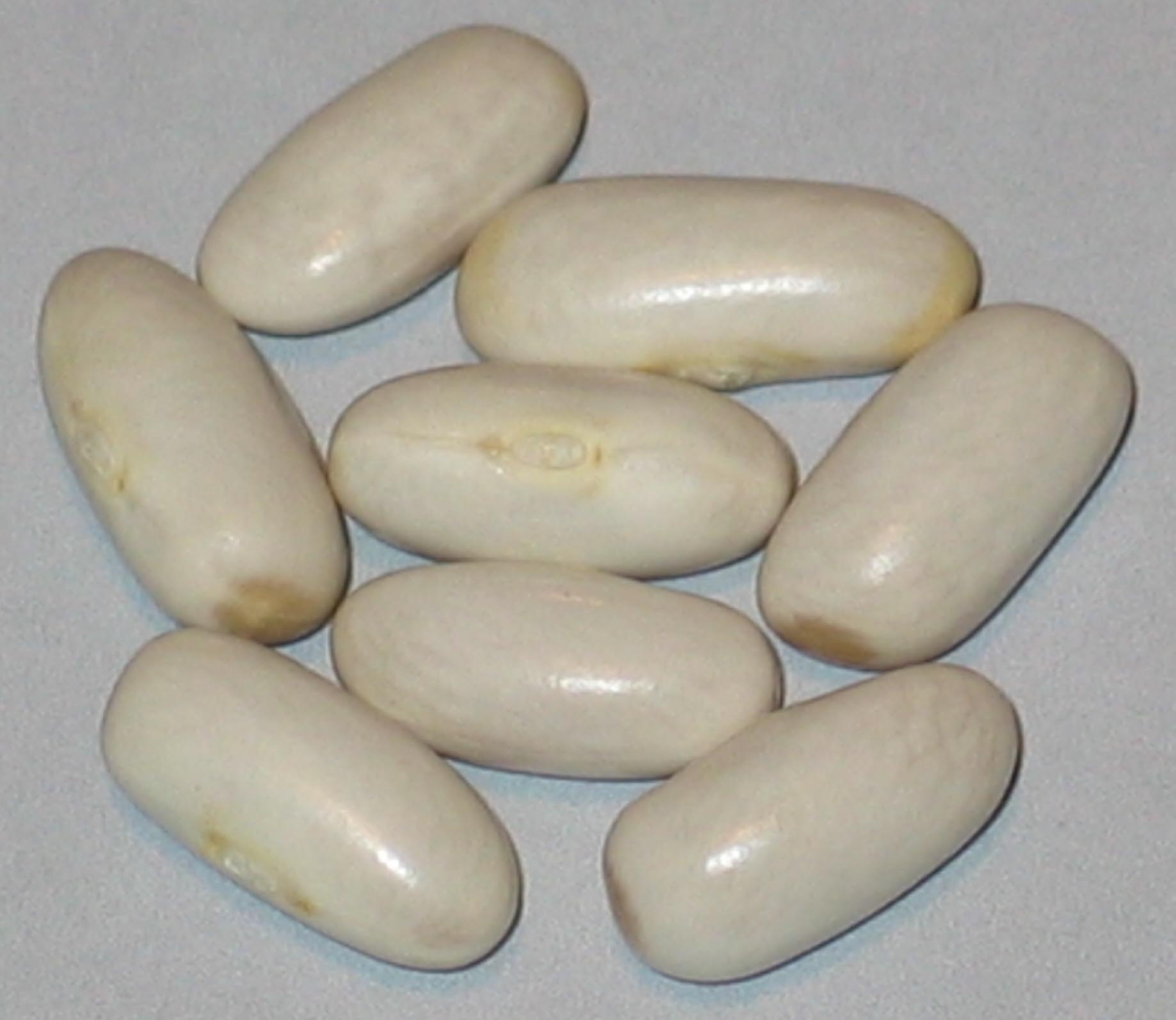 image of Argentinian White beans