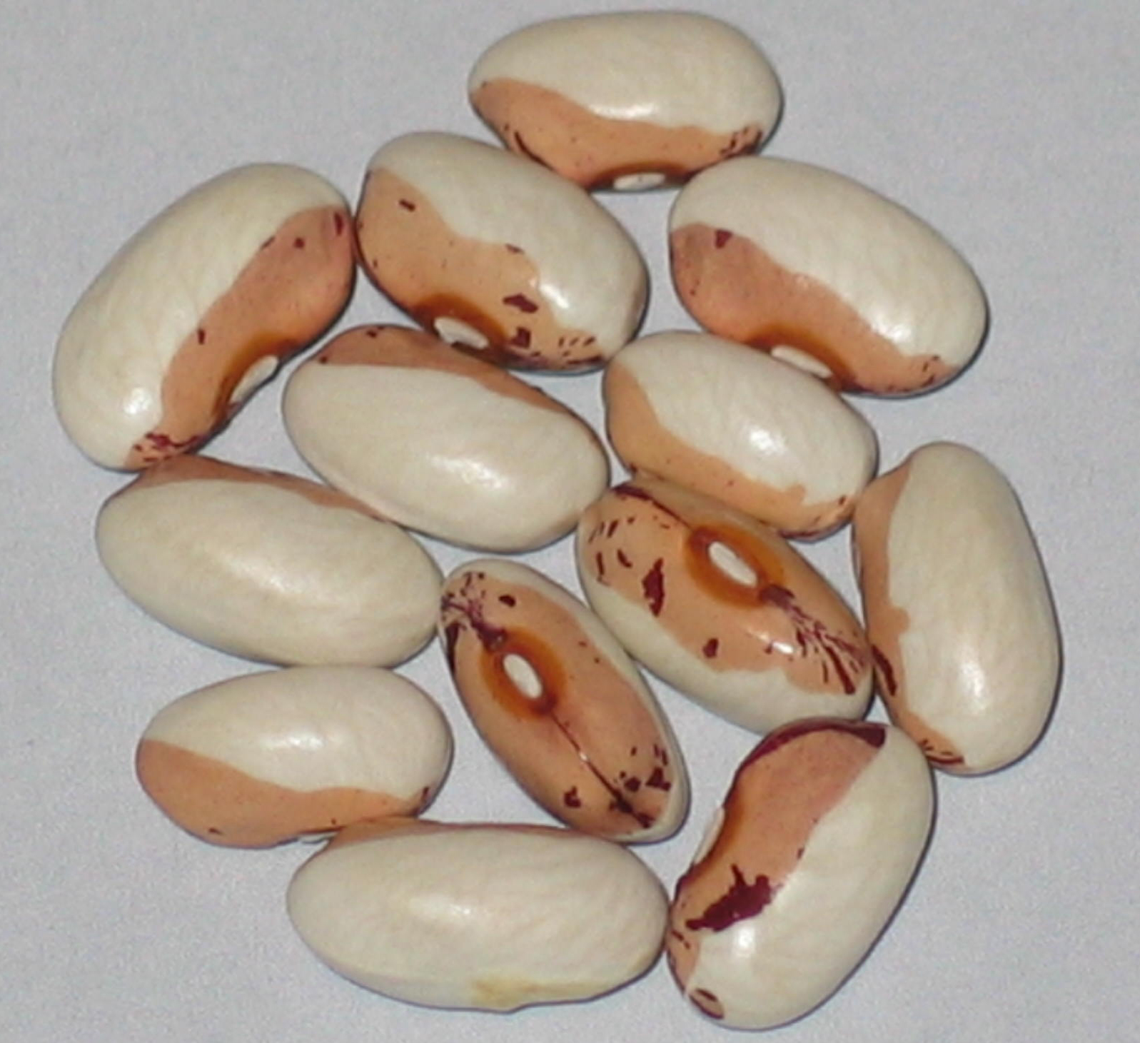 image of Badda di Polizzi Blanda Long Seed beans