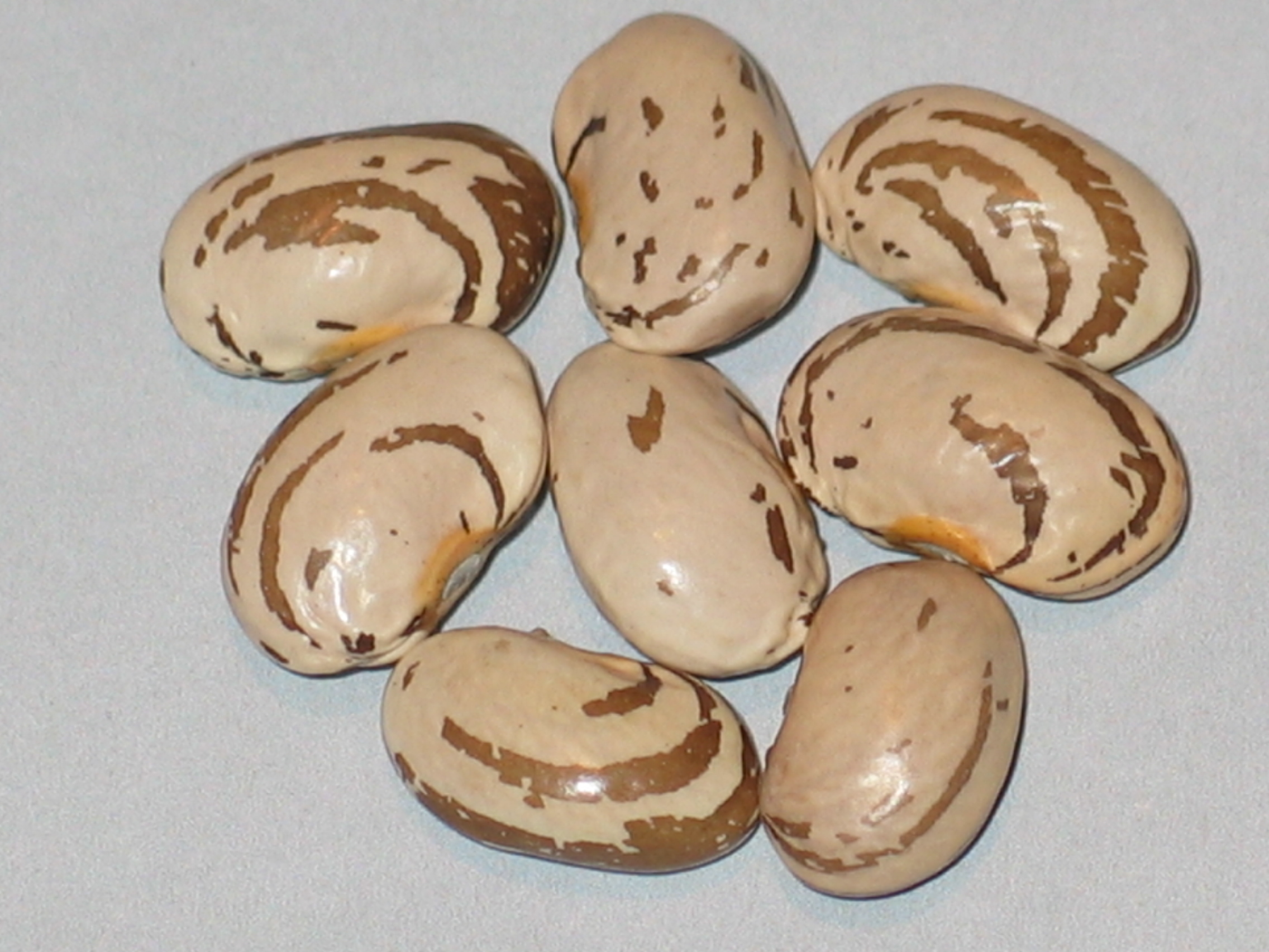 image of Batumi Giant beans