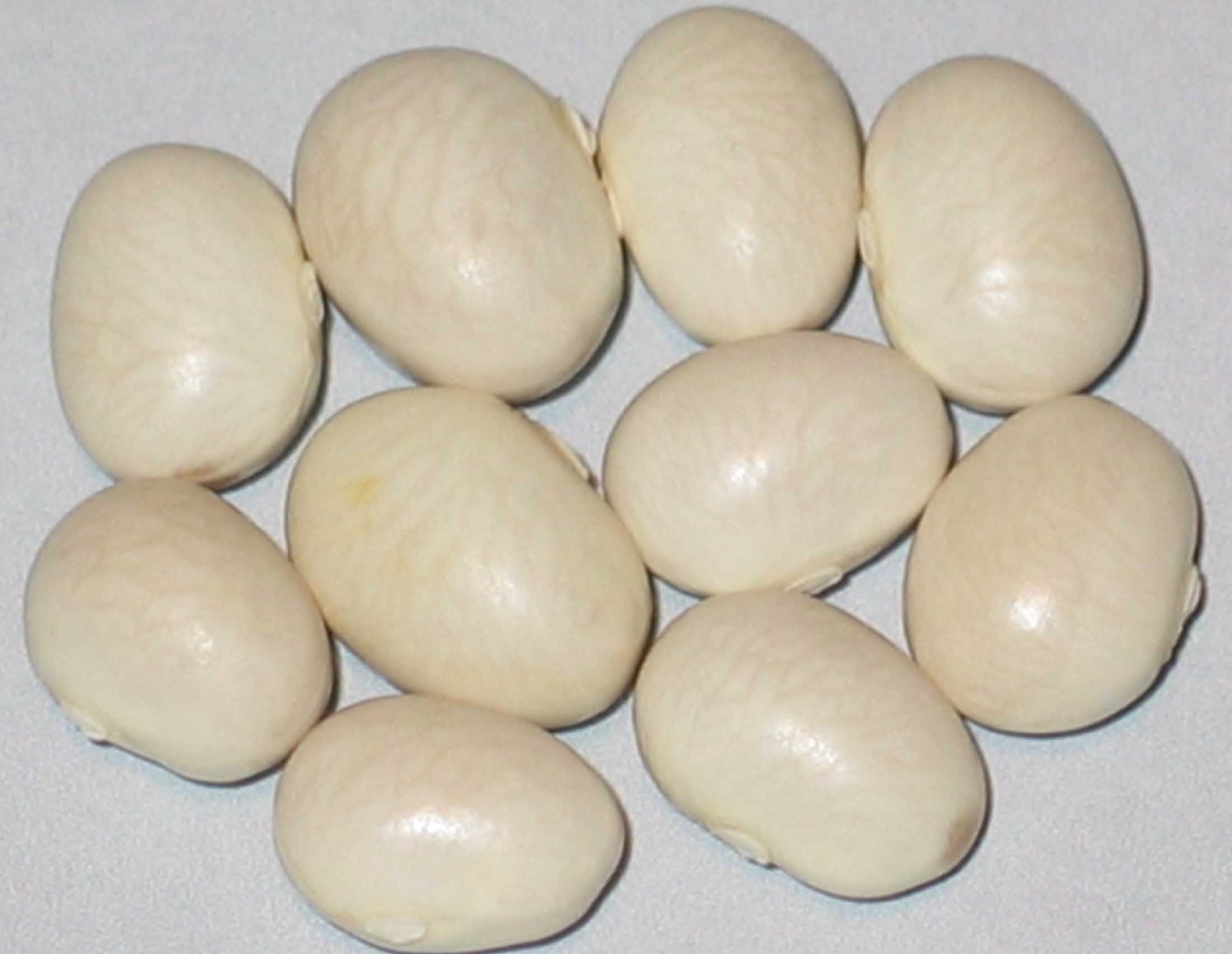 image of Belgische Suppenbohne beans