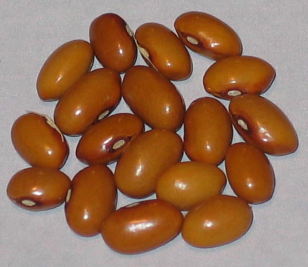 image of Beurre Dore beans