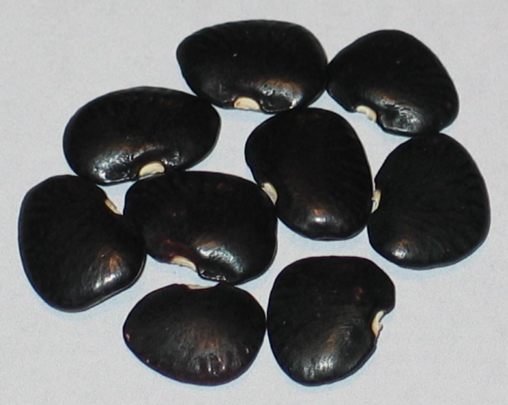 image of Black Buttrbean beans
