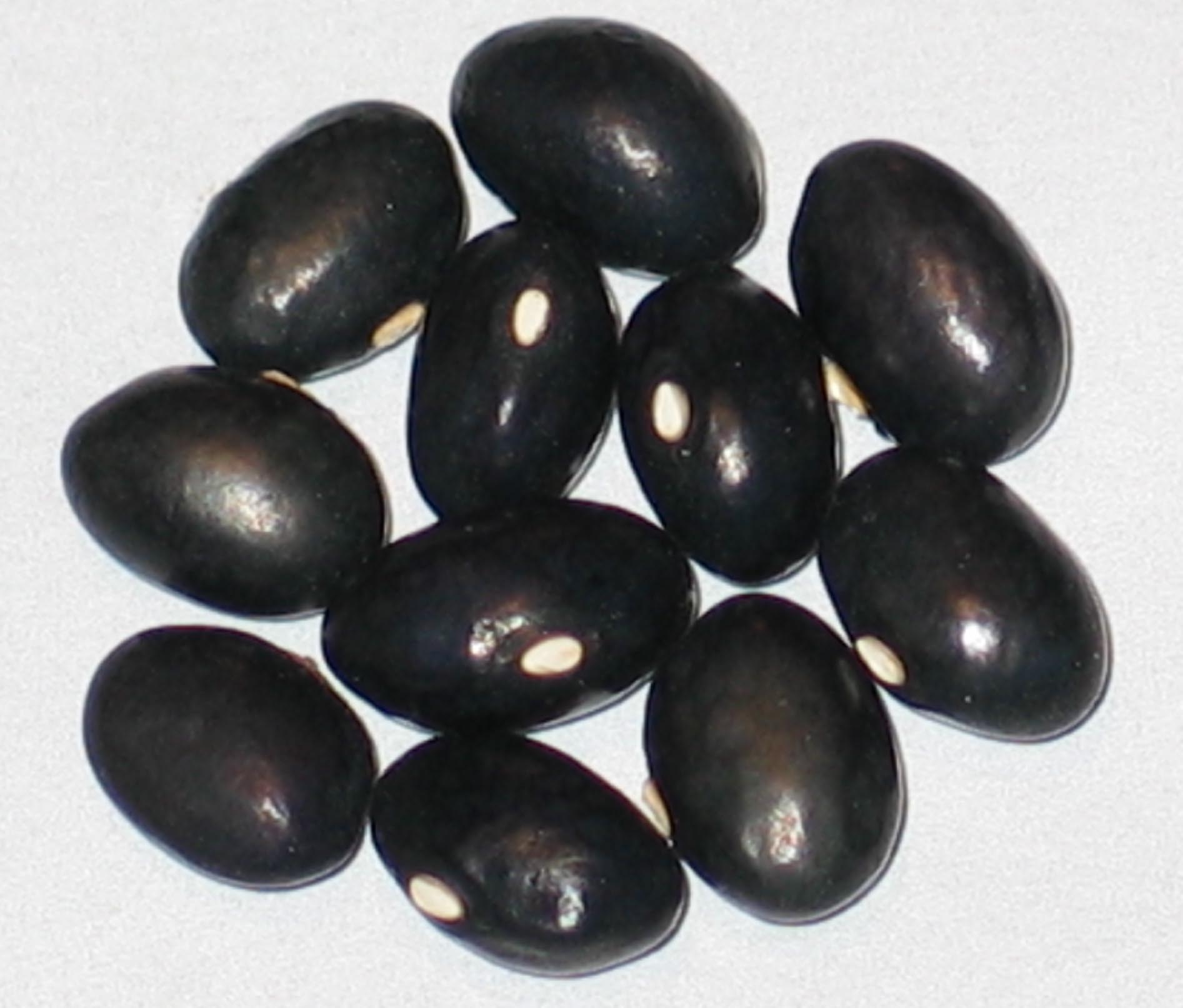 image of Black Horse beans