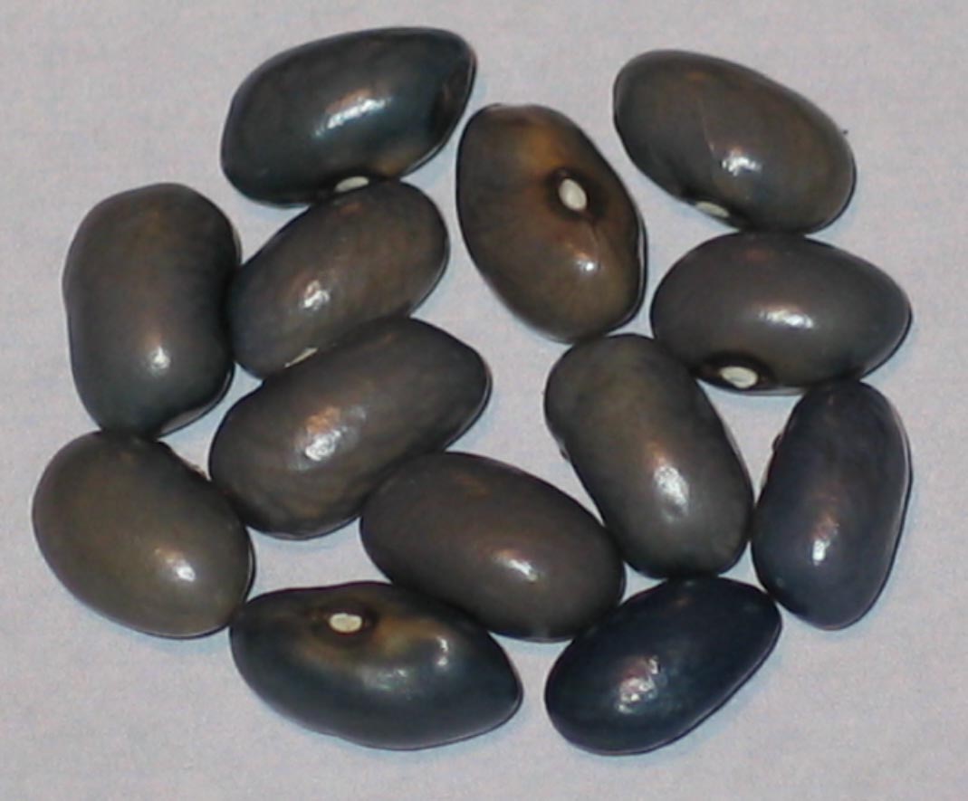 image of Blaugraue beans
