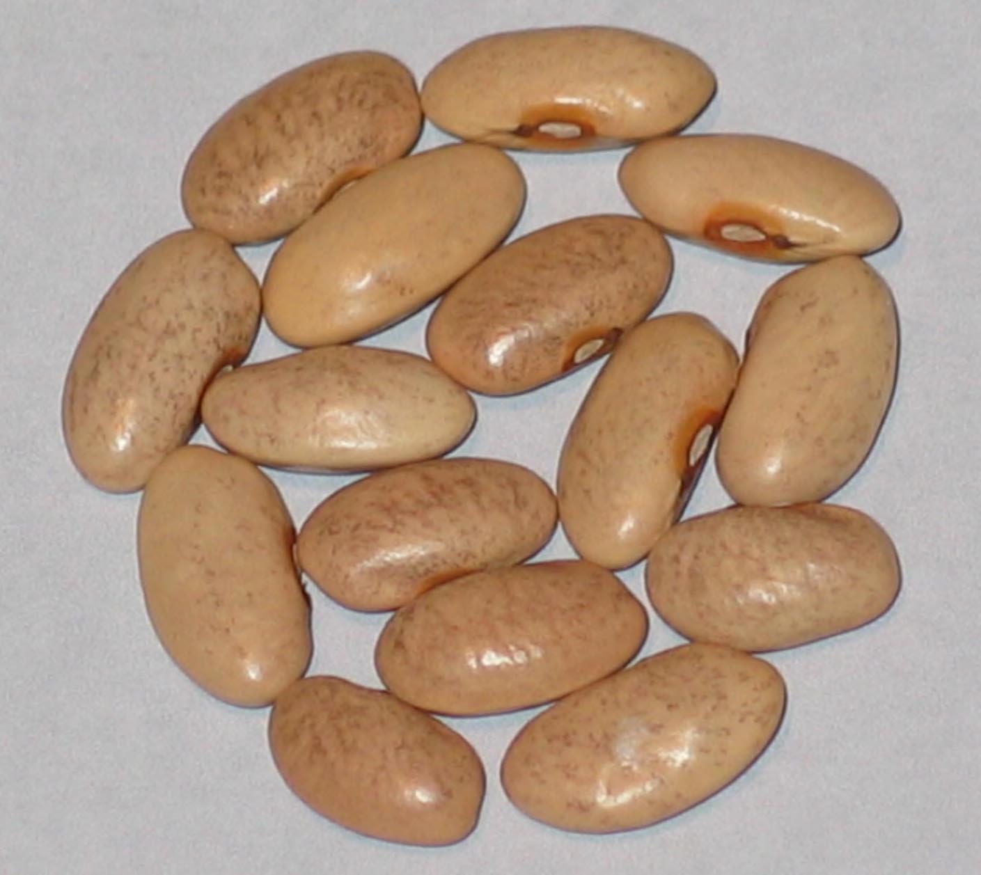 image of Blauhilde beans