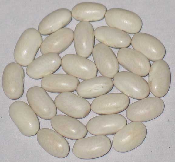 image of Blue Tip beans