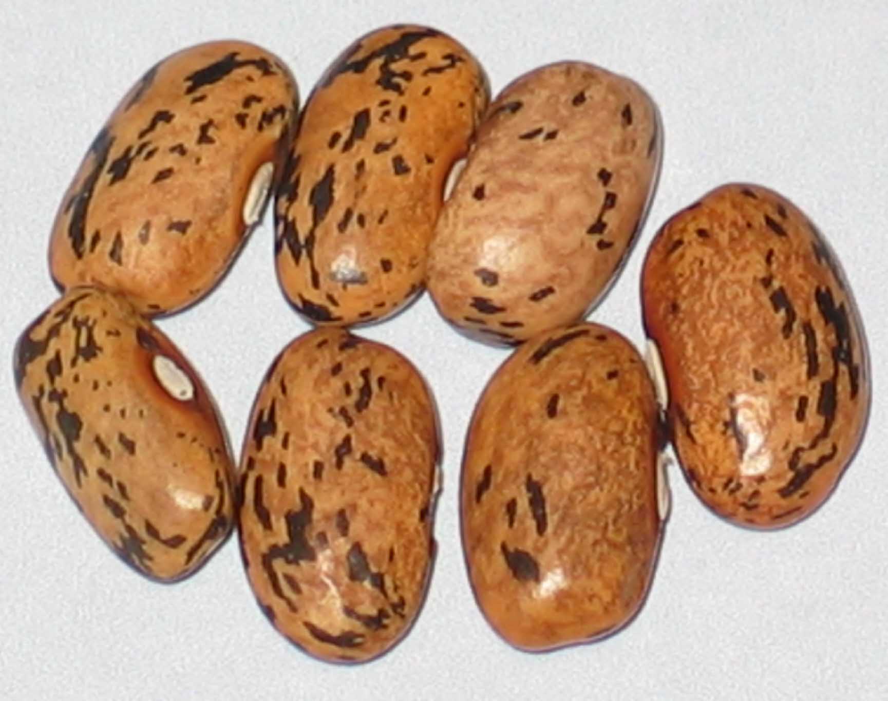 image of Blue Bloom beans
