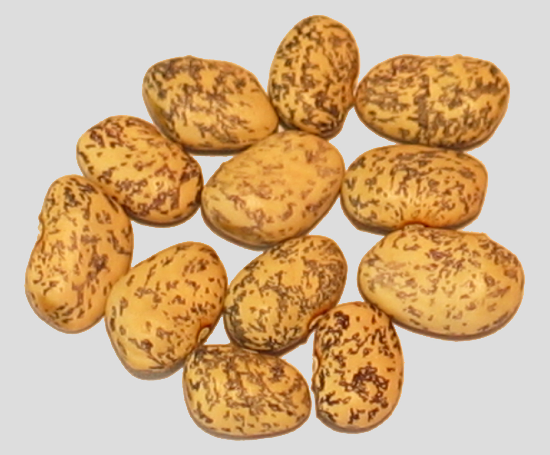 image of Blue Speckled Tepary beans