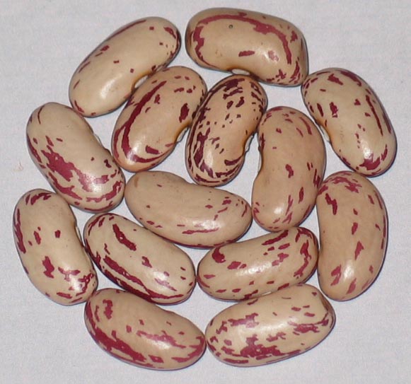 image of Borlotto Di Saluggia beans