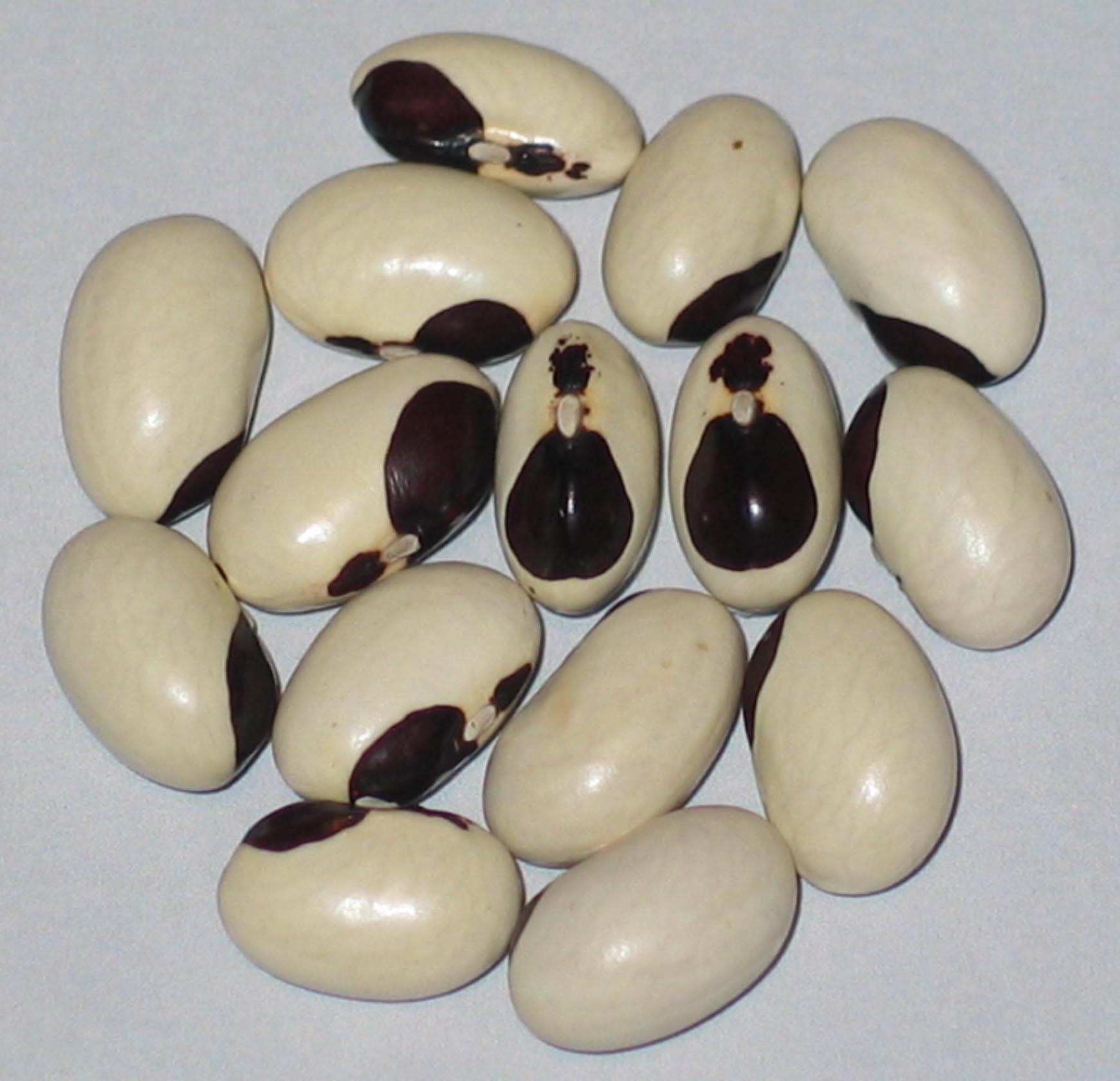 image of Batumi Georgia 1 beans