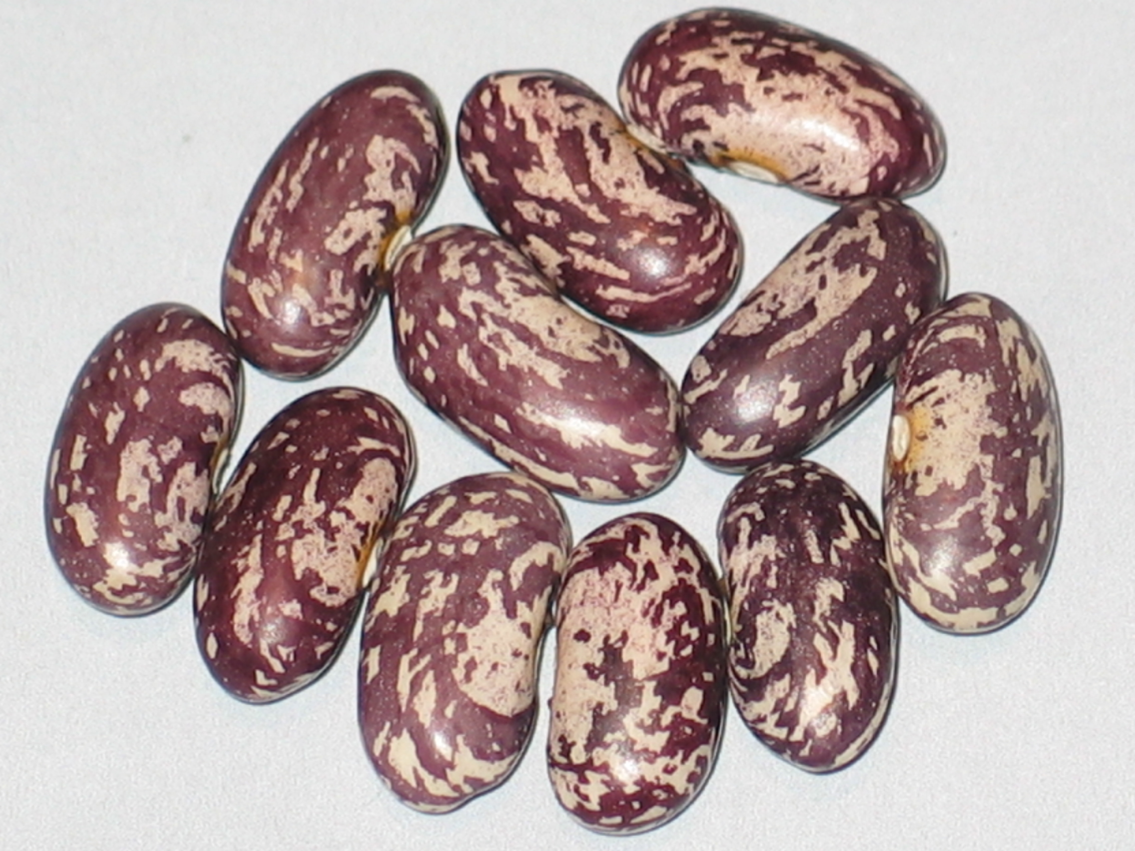 image of Botosani Splash beans