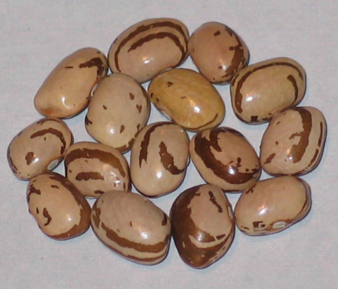 image of Brecks Italian beans