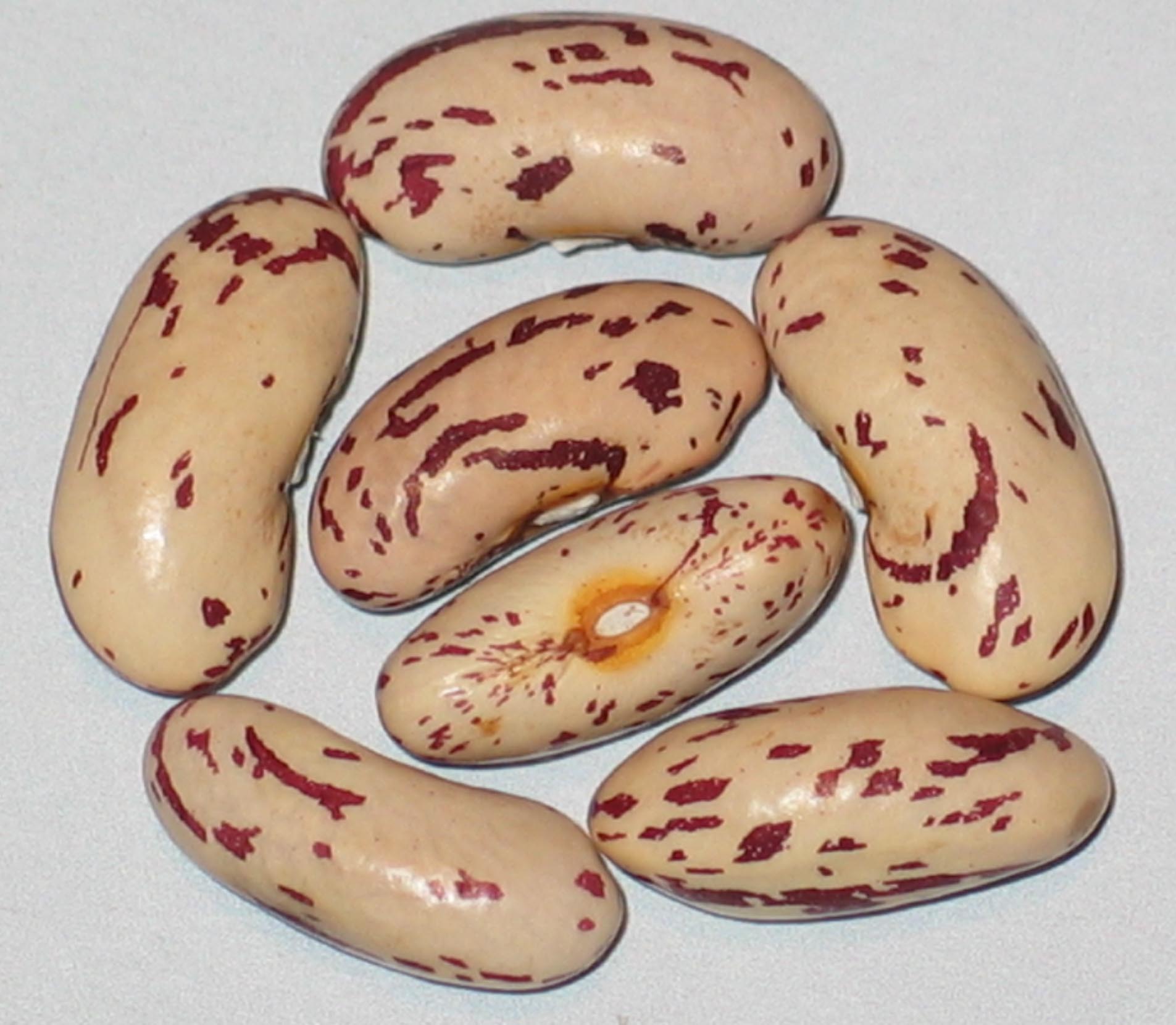 image of Brockton Horticultural beans