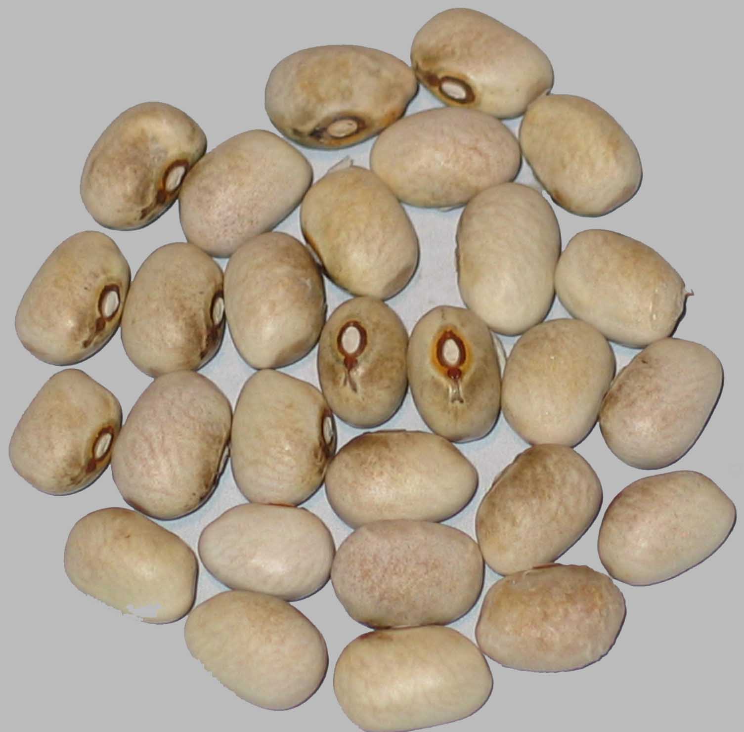 image of Brooten beans