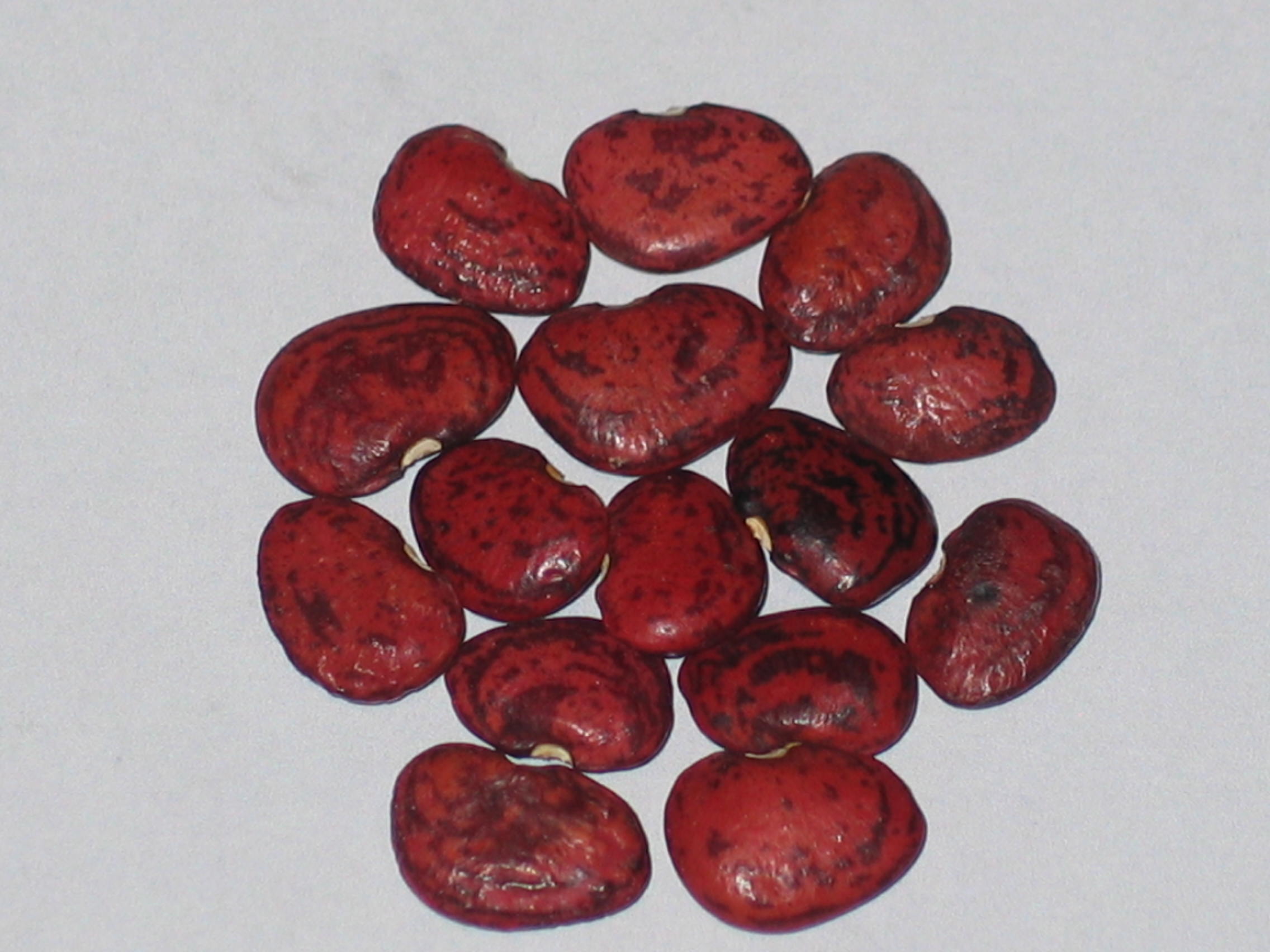 image of Brown Lima beans