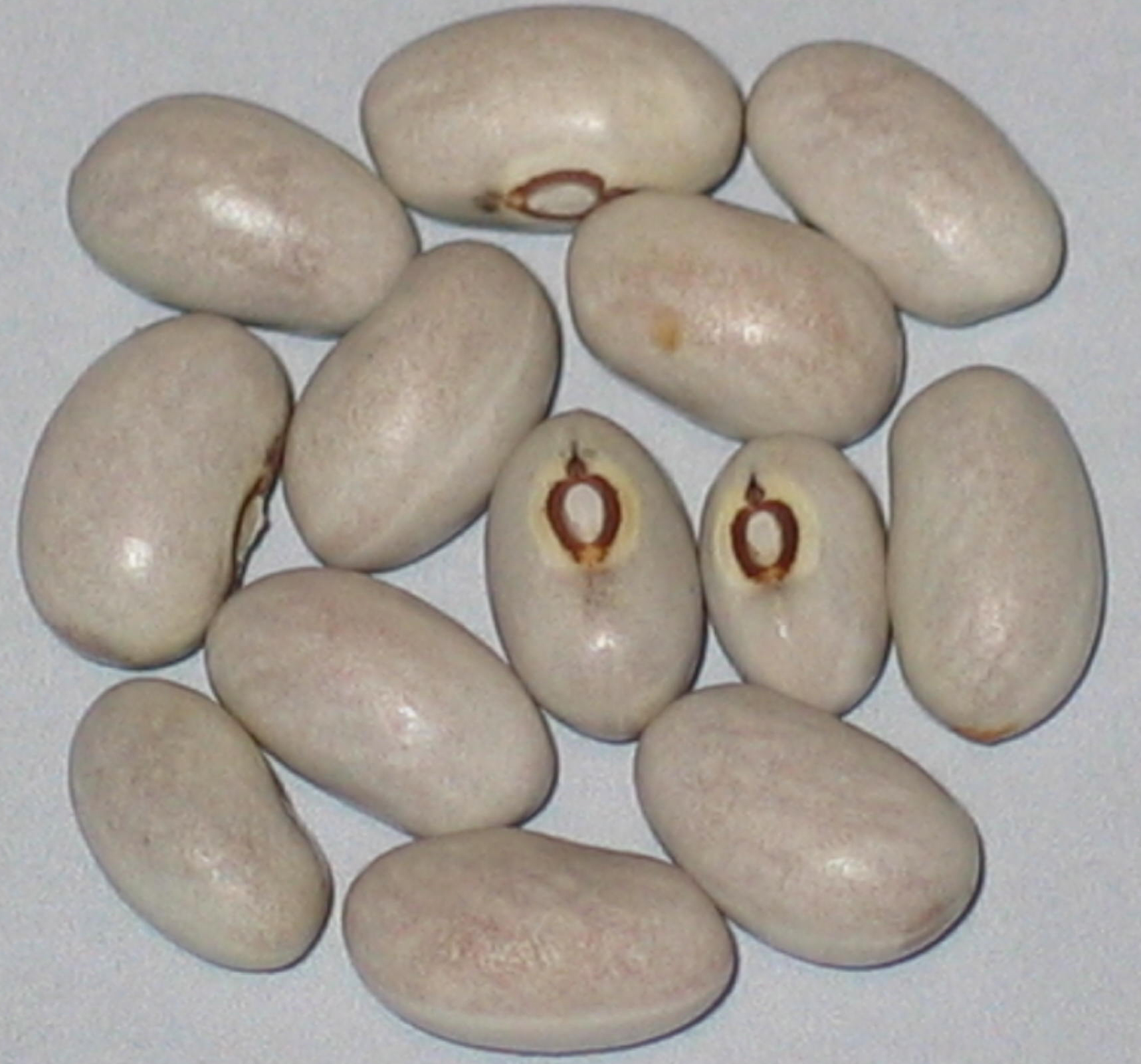 image of Buddha's Bellybutton beans