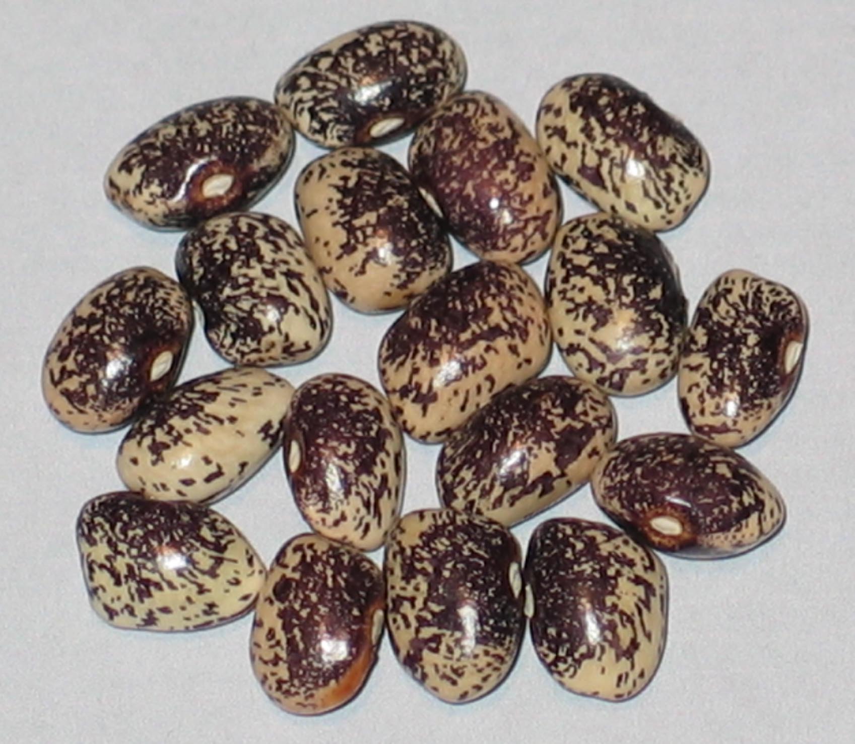 image of Buxton Buckshot Outcross beans