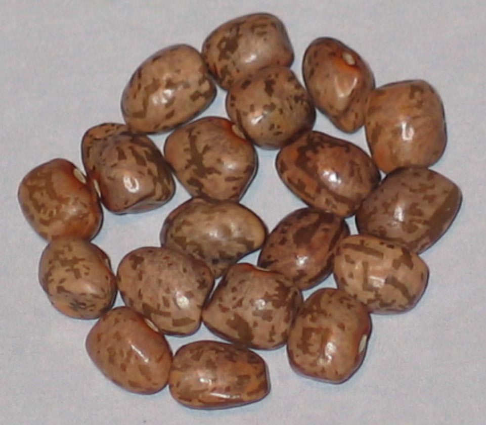 image of Cades Cove beans