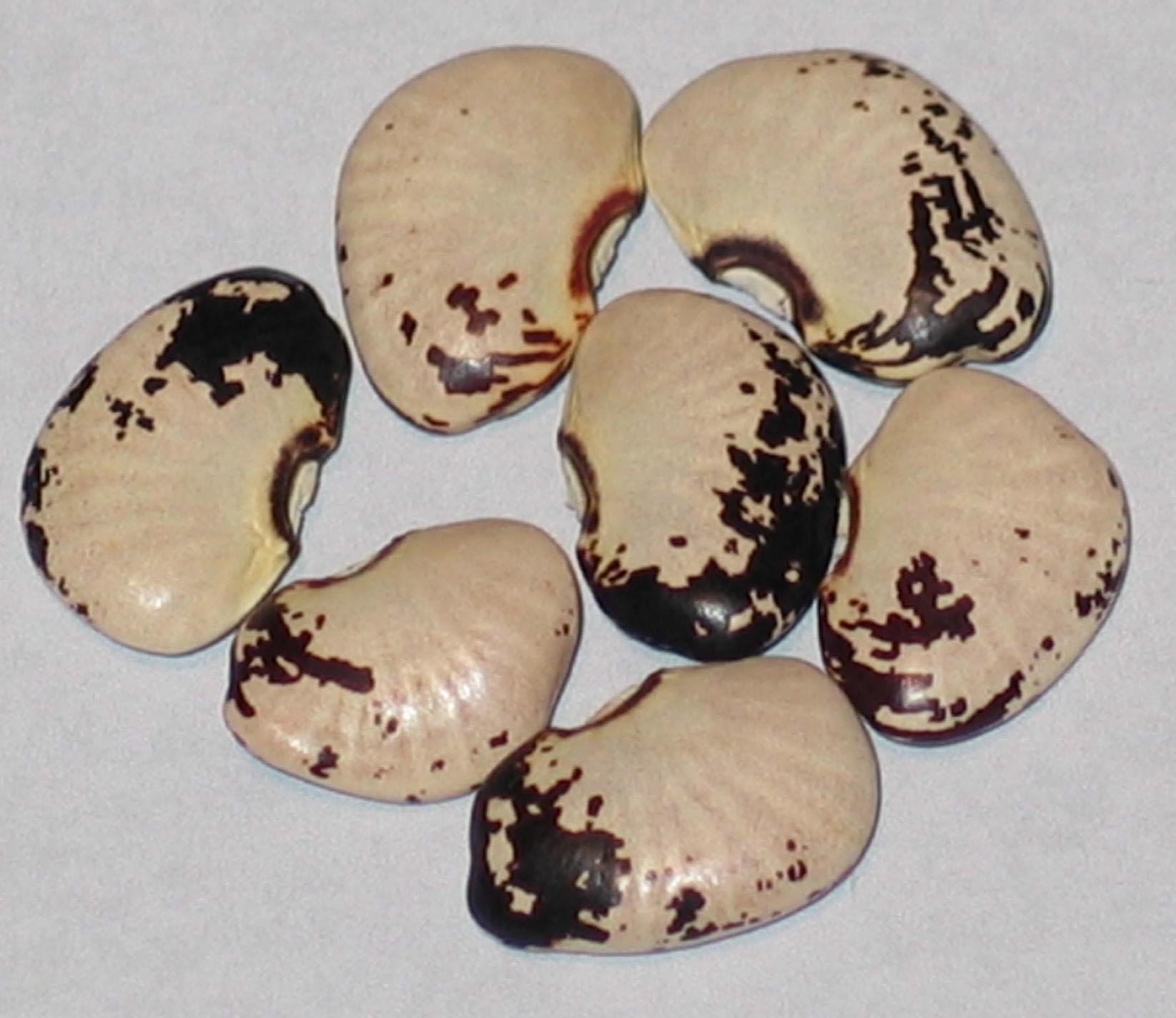 image of Calico Lima beans