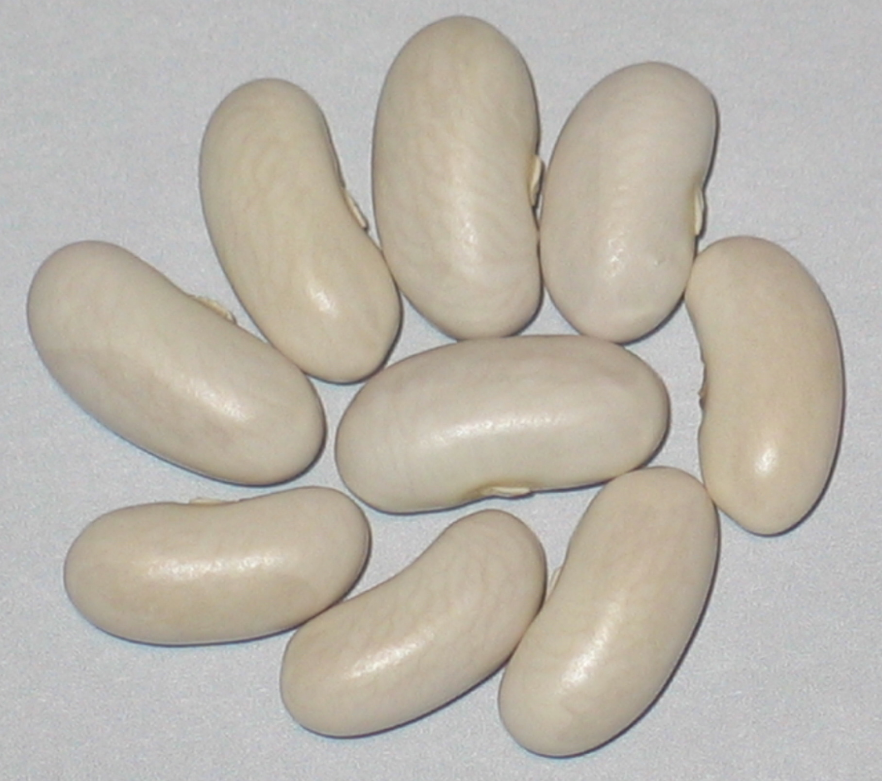image of Cannellini beans
