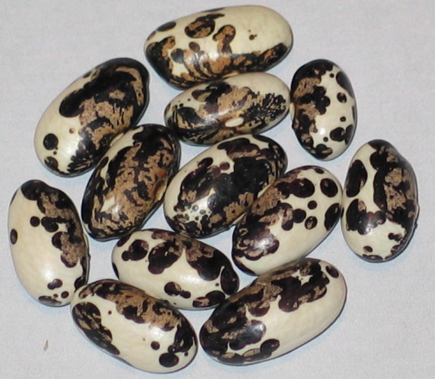 image of Cannellino Malato beans