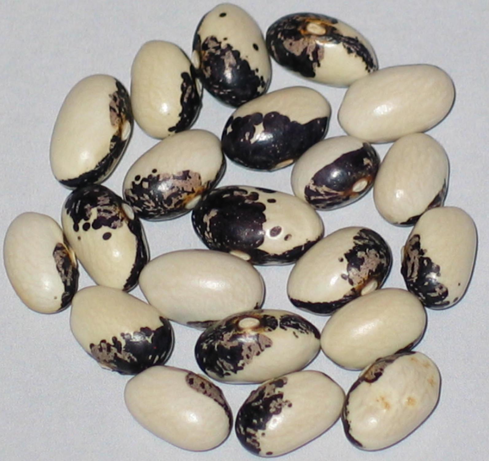 image of Cannellino Malato Segregation beans