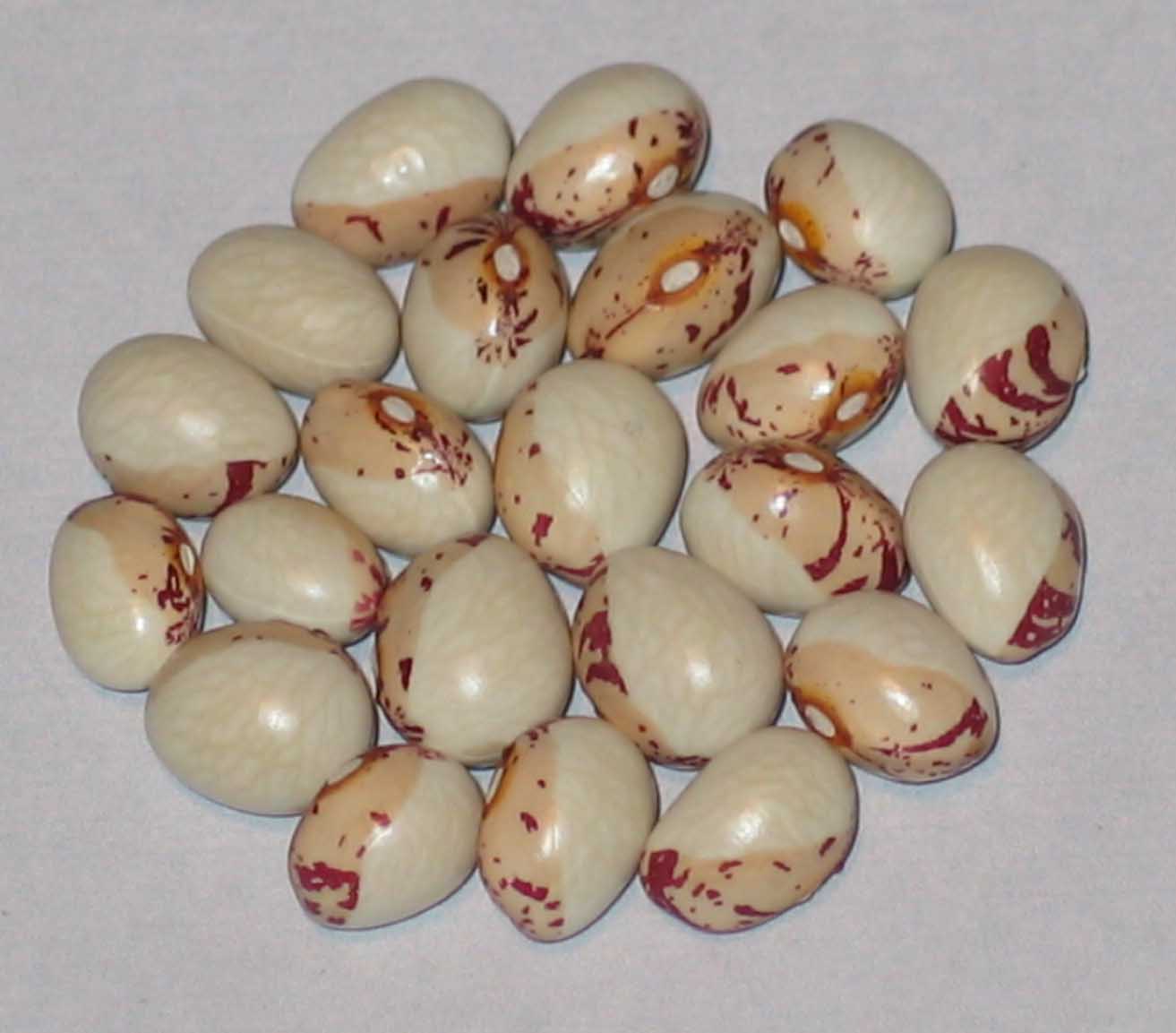 image of Cape Sugar beans