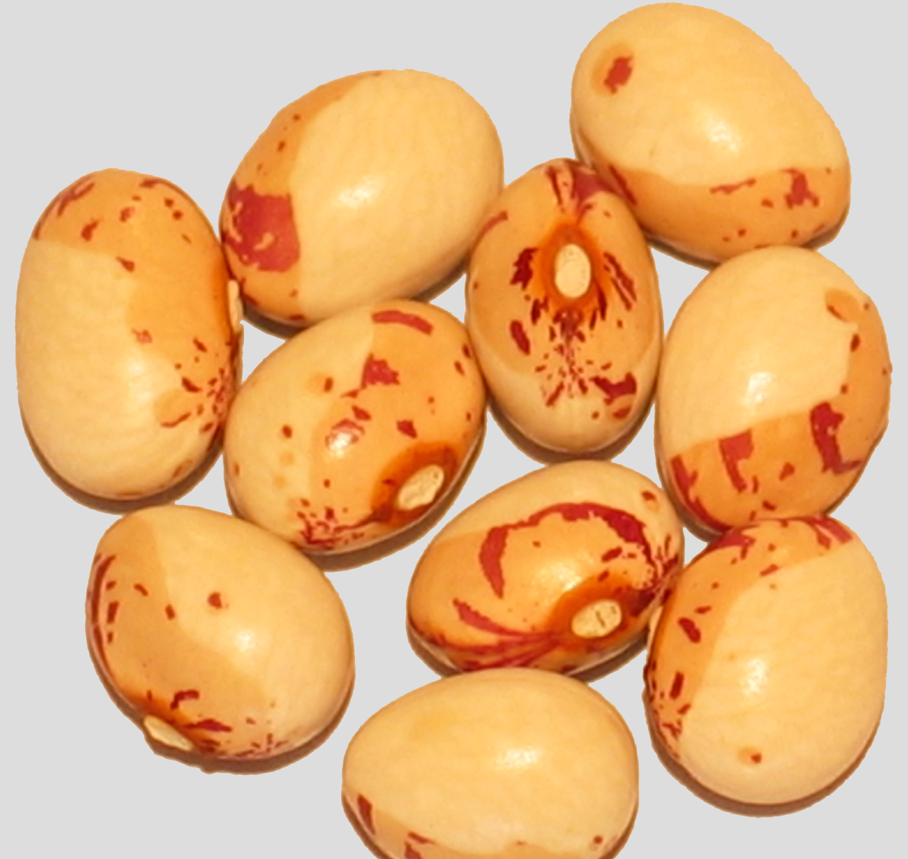 image of Cape Sugar 2 beans