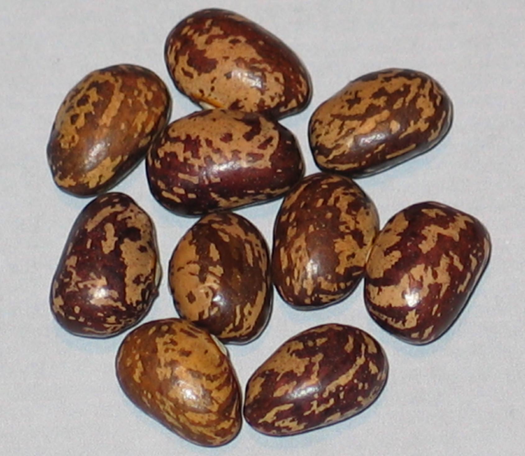 image of Cappuccino Nano beans