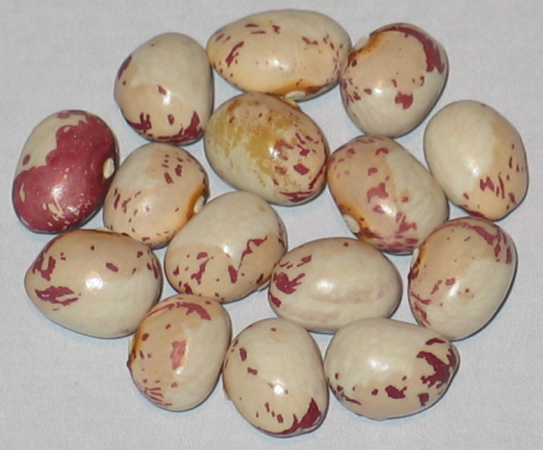 image of Cara La Virgen De La Banera Leon beans