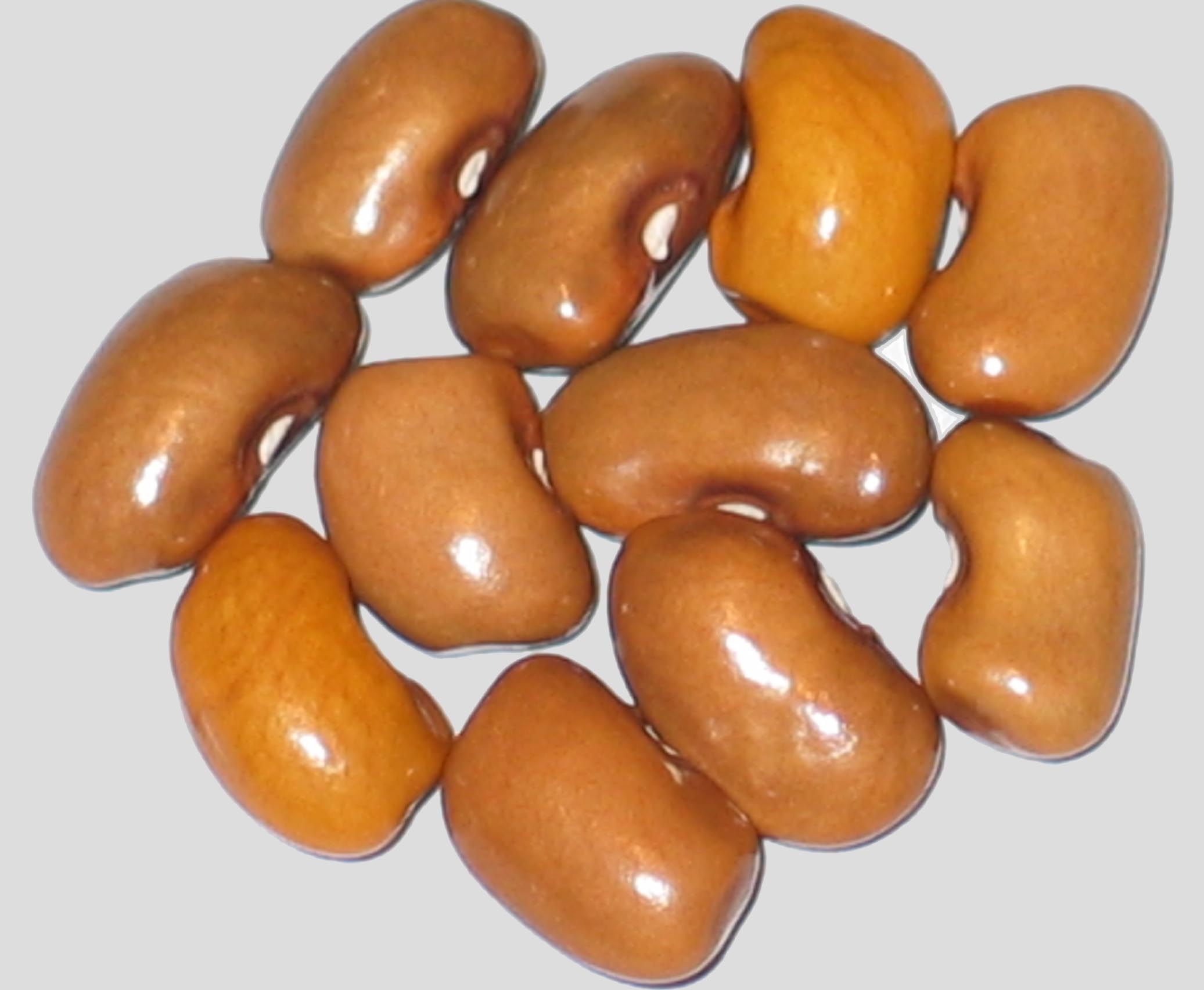 image of Carmel Delight beans