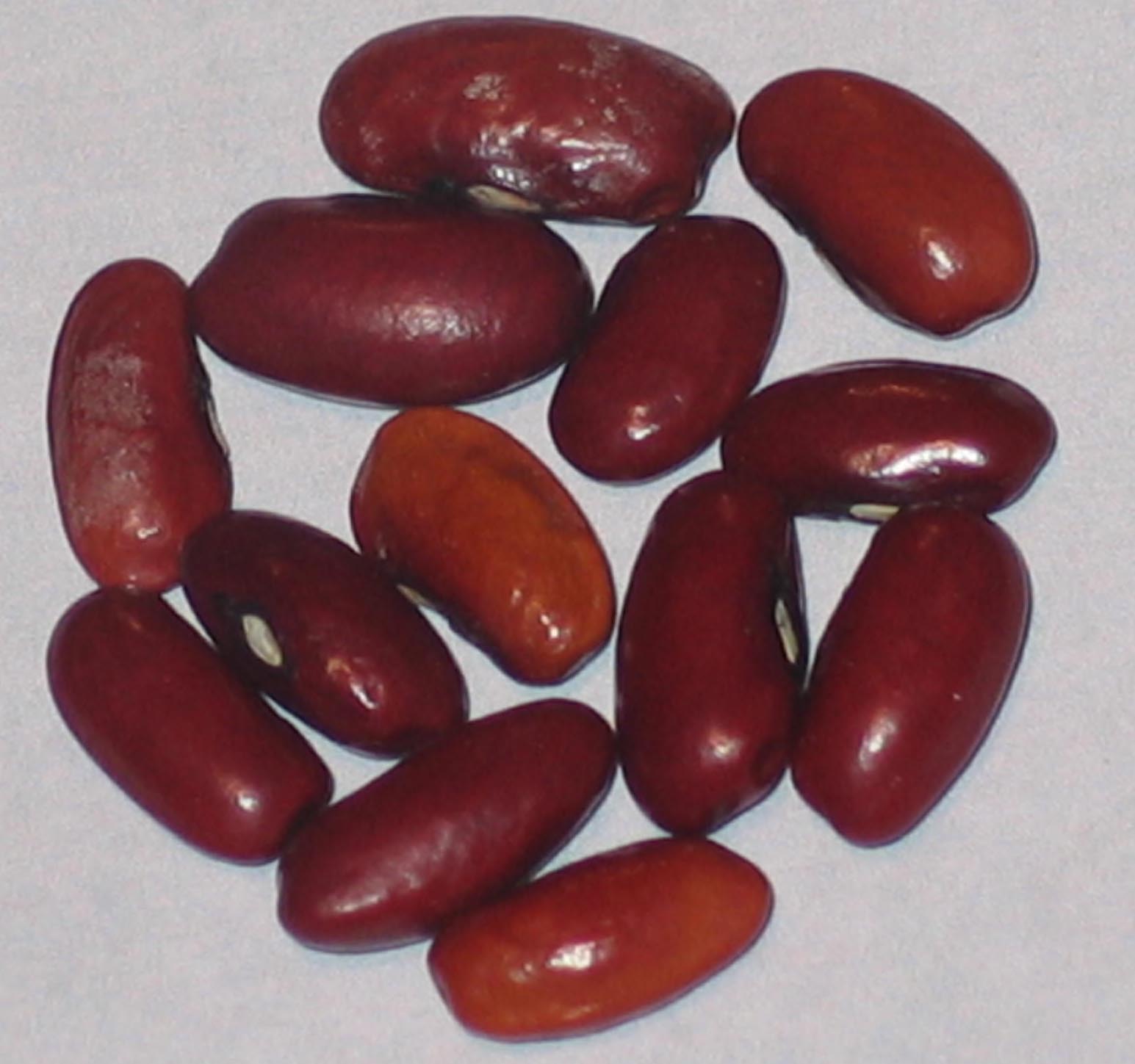 image of Carolina Red Stick beans