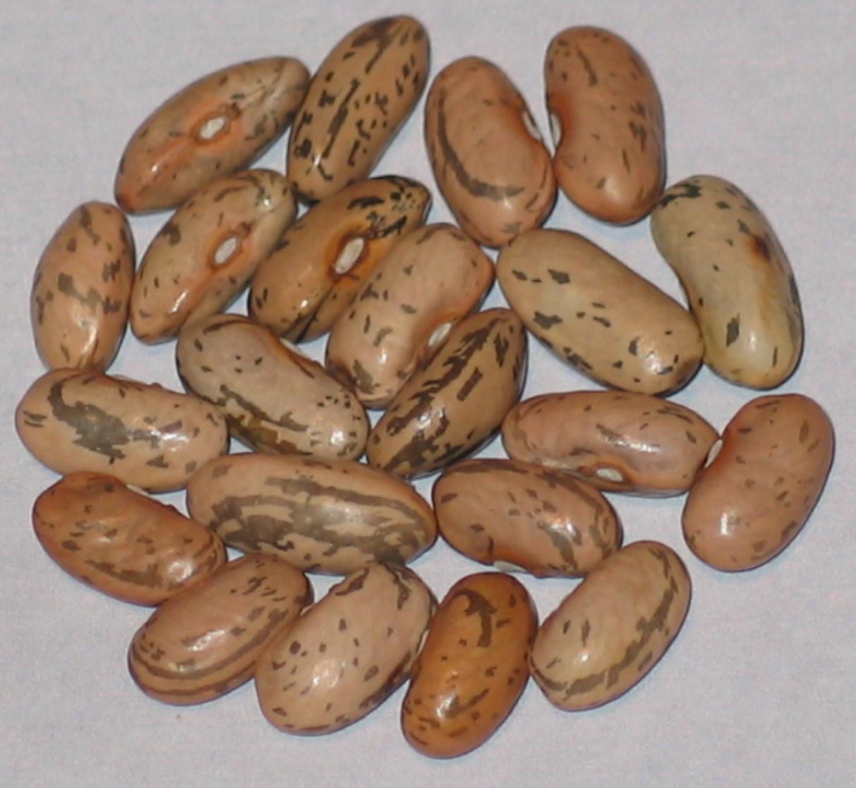 image of Cascade Giant beans