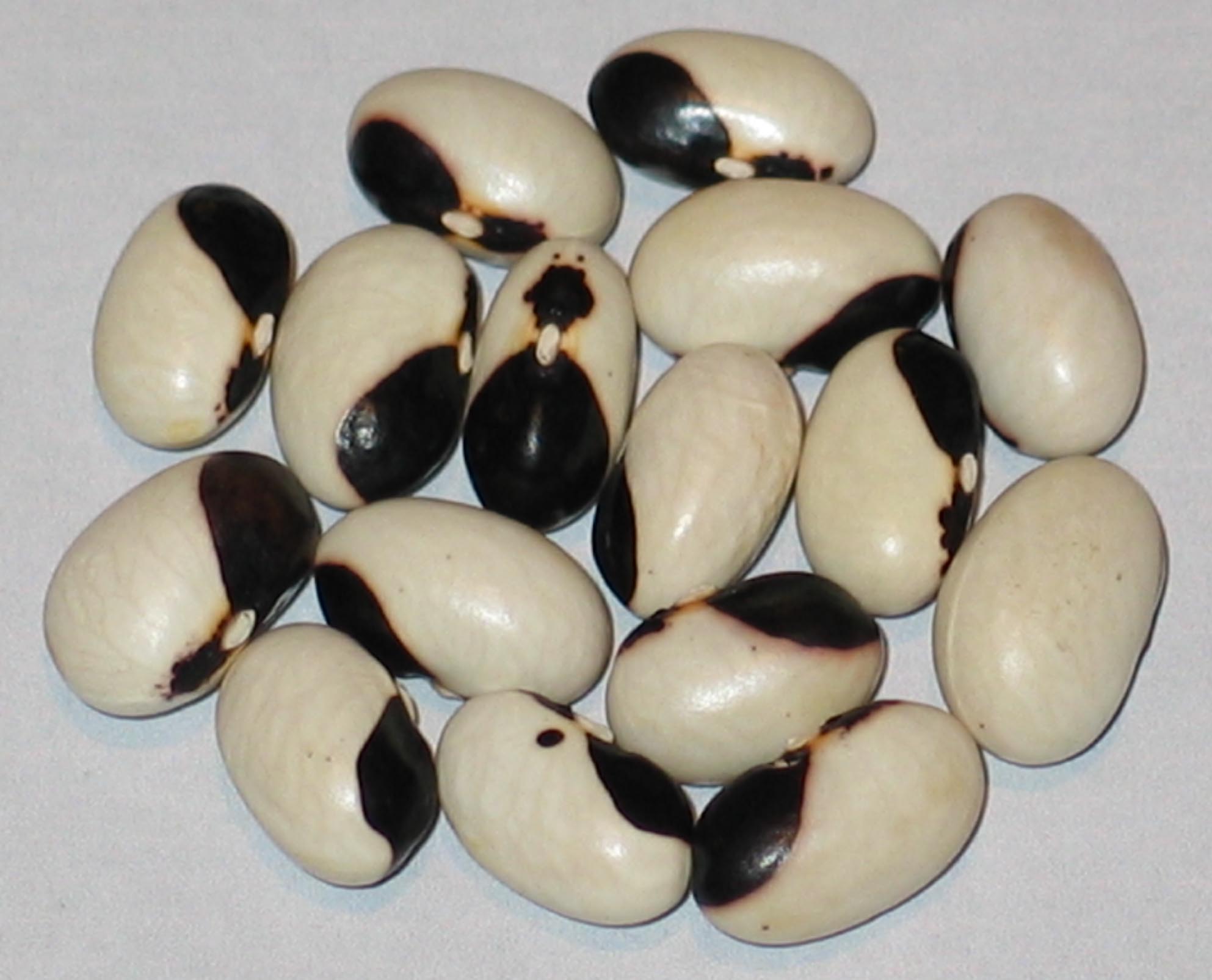 image of Cerna Tanecnice bean beans