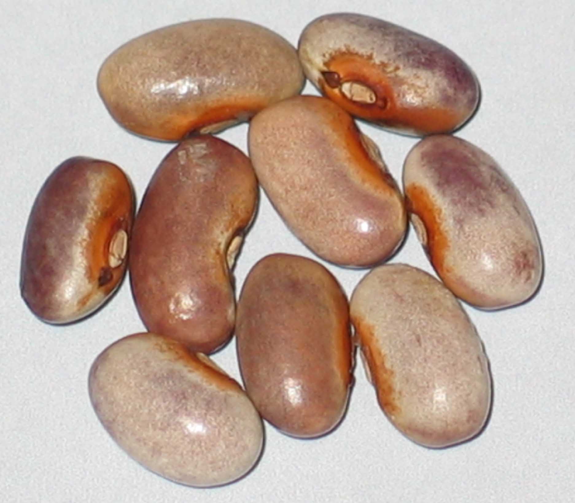 image of Chaska Purple beans