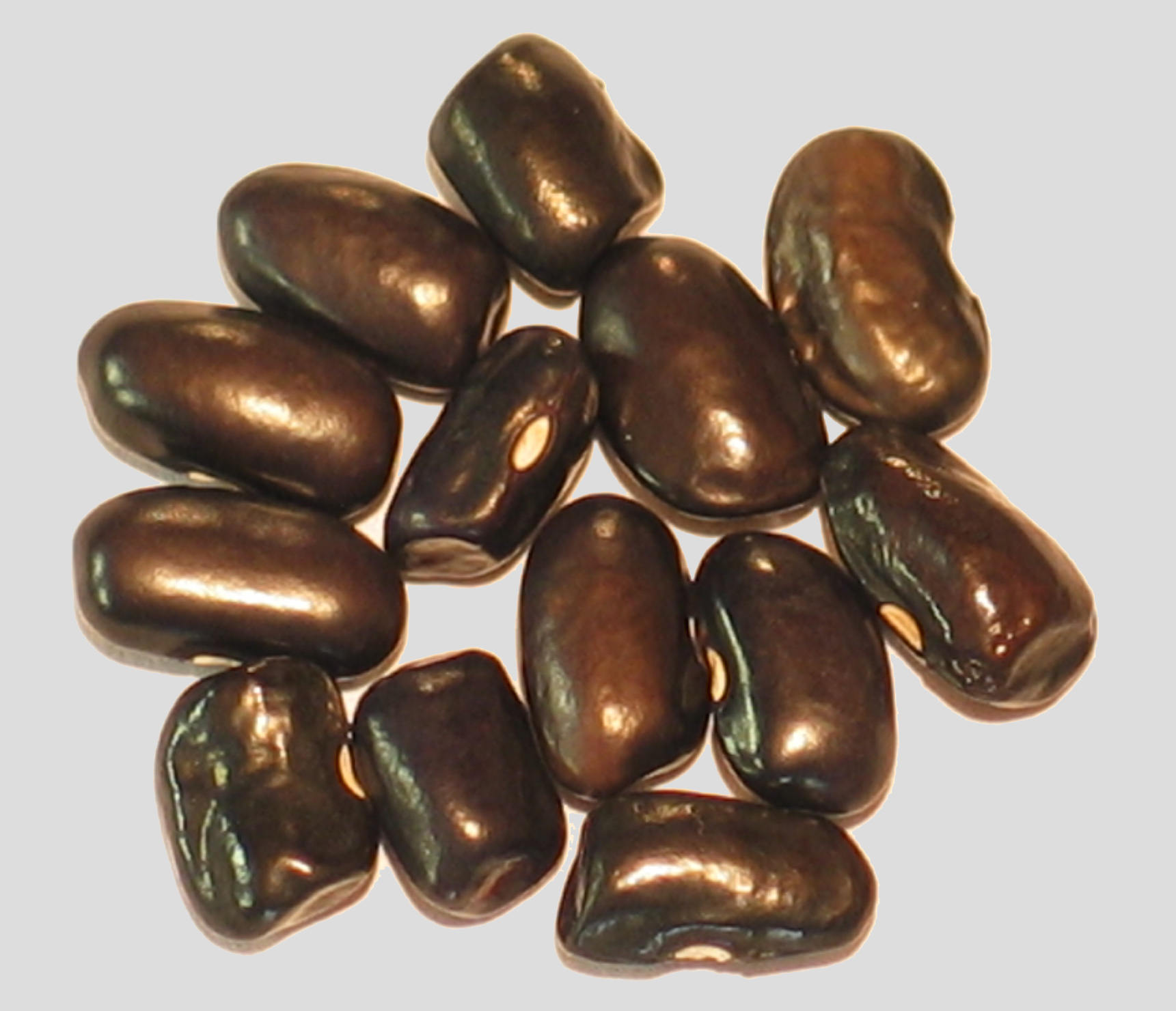 image of Cherokee Trail Of Tears beans