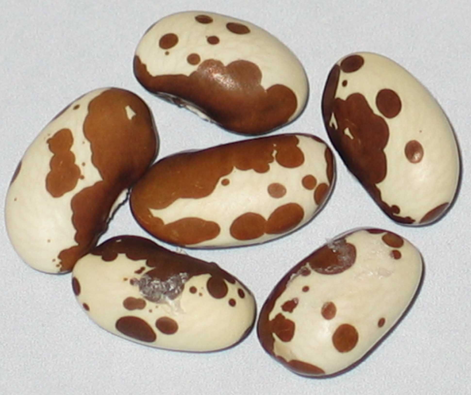 image of Chocolate beans