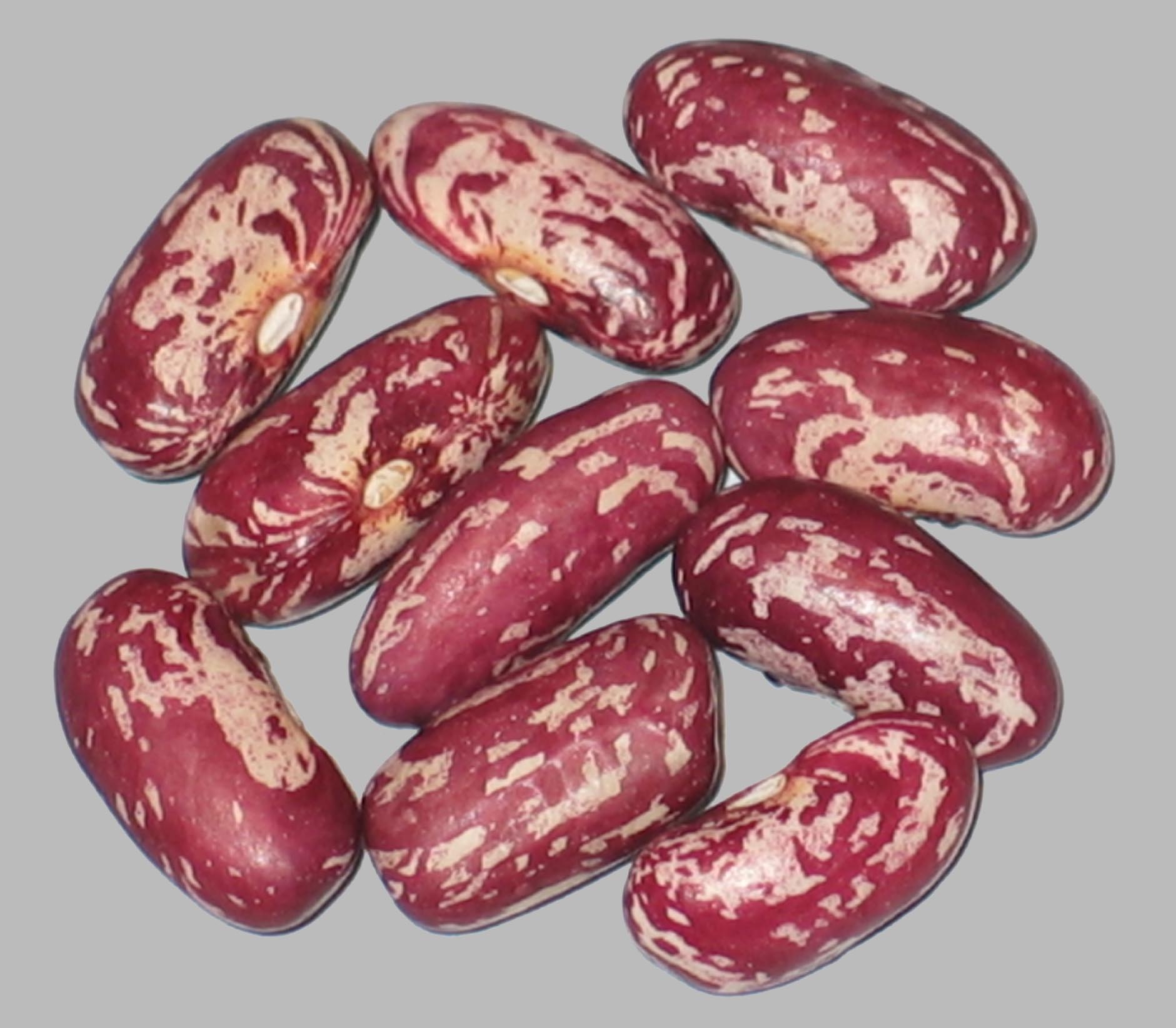 image of CIAT Bean G-8043 beans