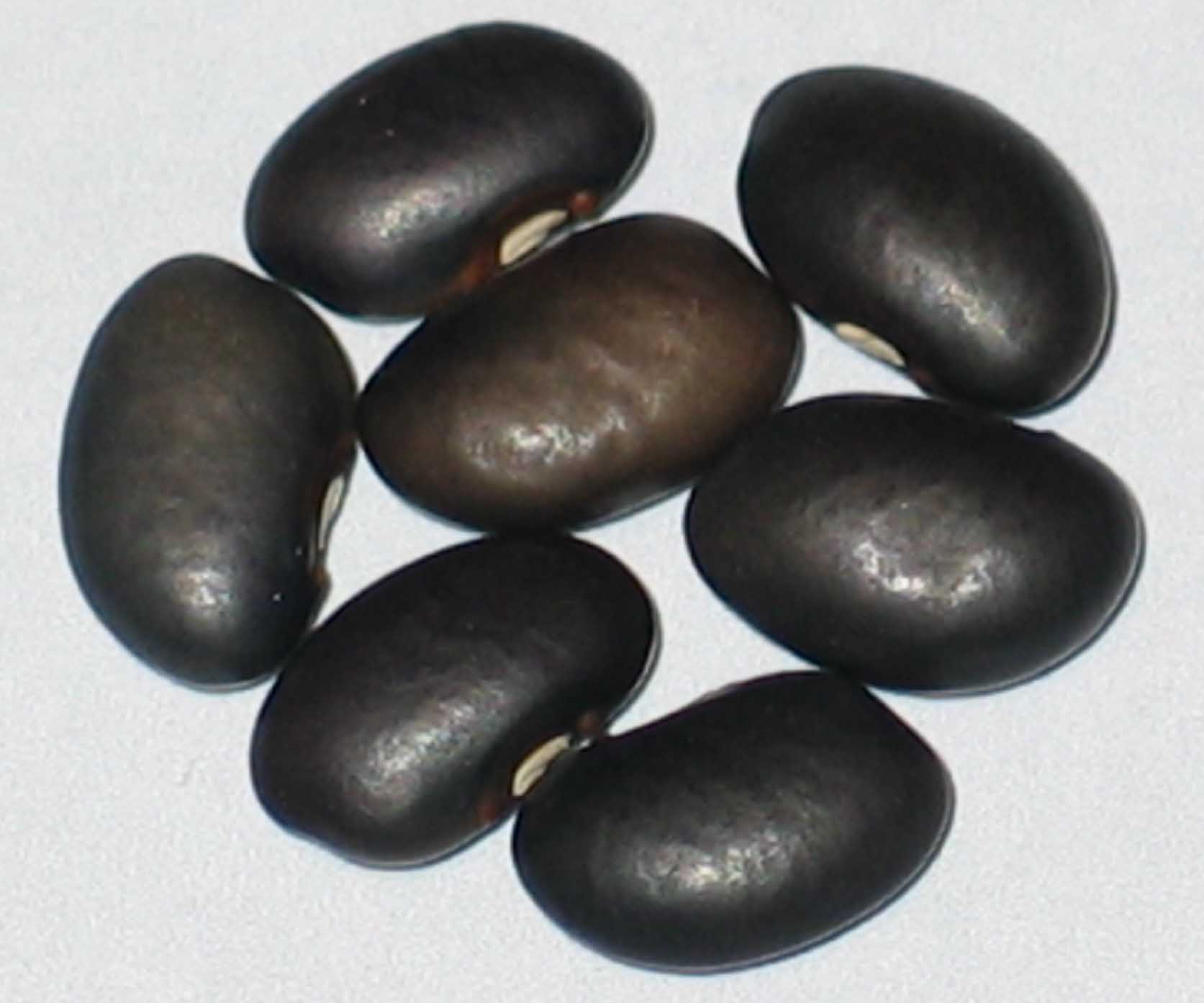 image of Ciat Bean 4637 beans