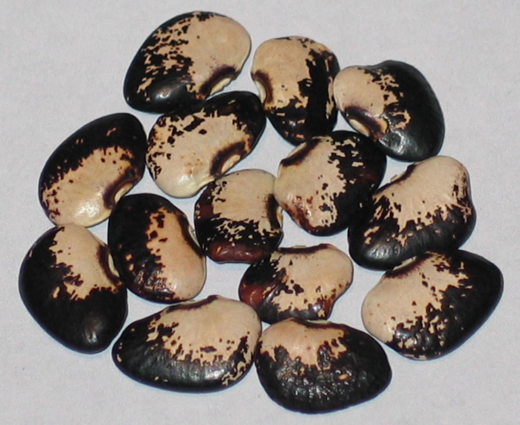 image of Cliff Dweller beans
