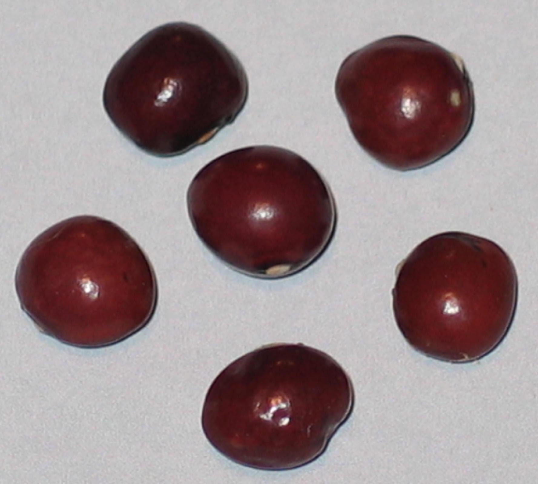 image of Coco Rose de La Meuse beans