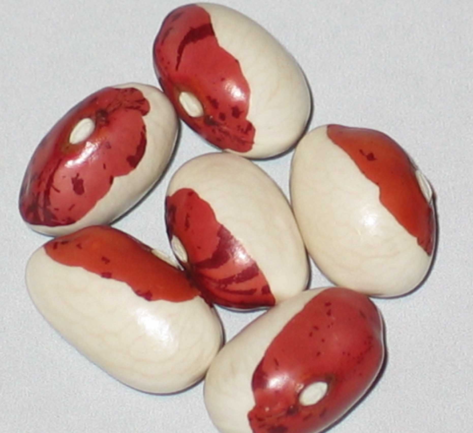 image of Coco de Belle Ile beans