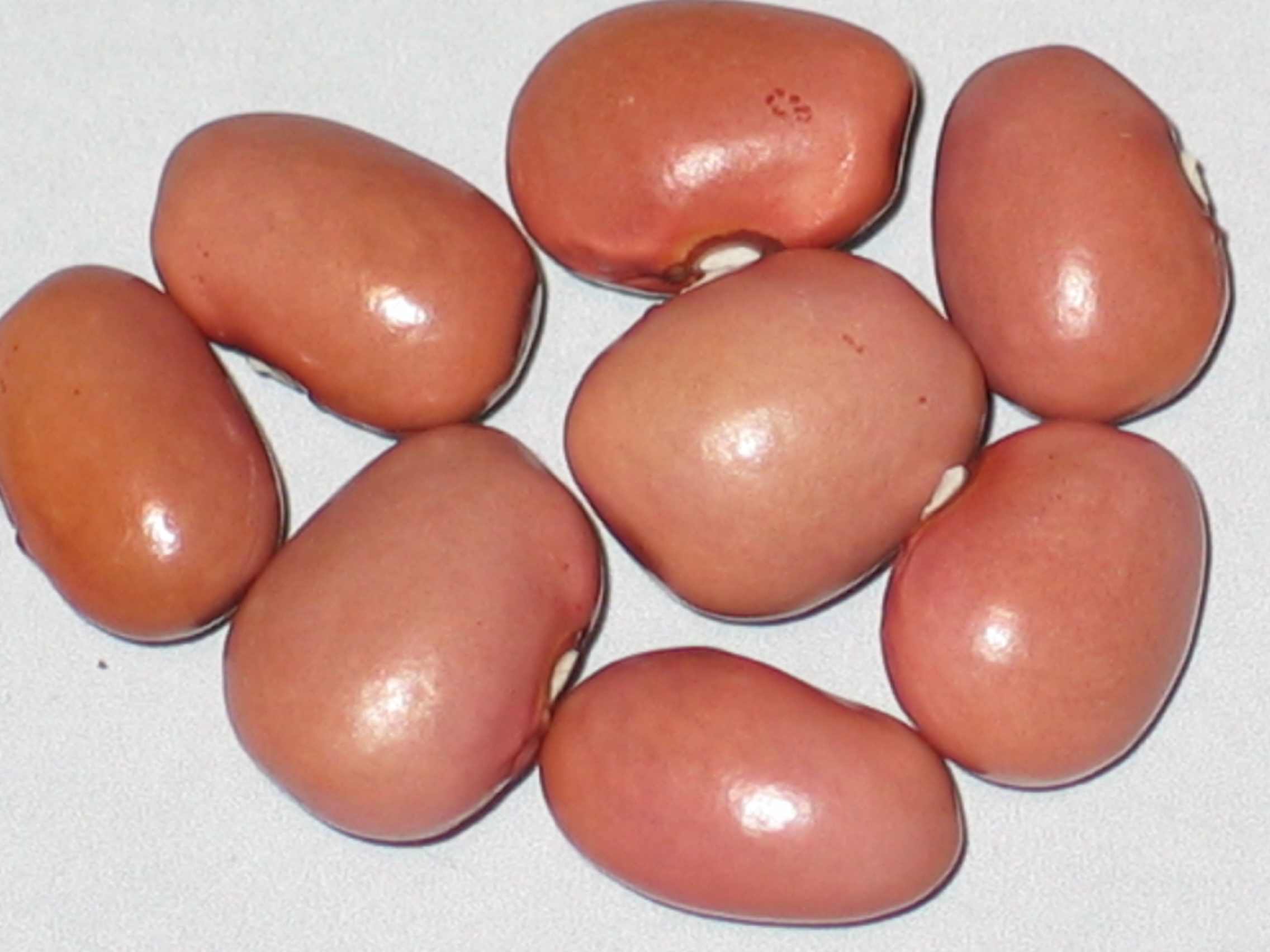 image of Coco Rose de St. Crepin beans